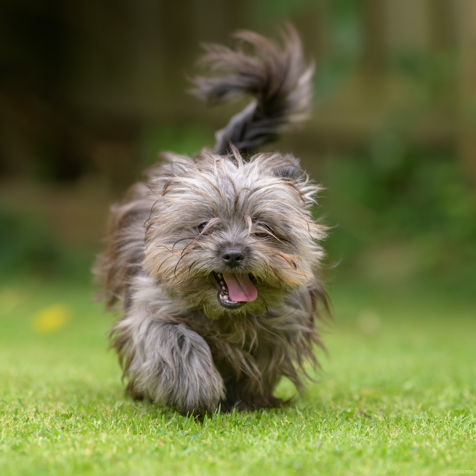 Bright Eyed and Bushy Tailed