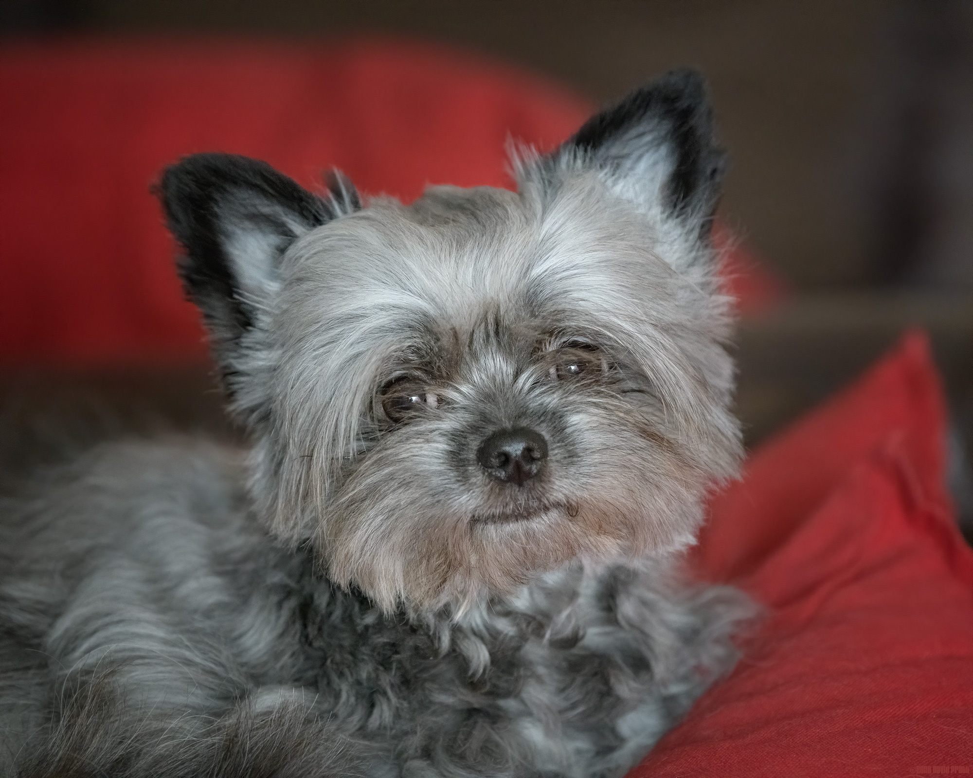 Sitting On My Favourite Cushion