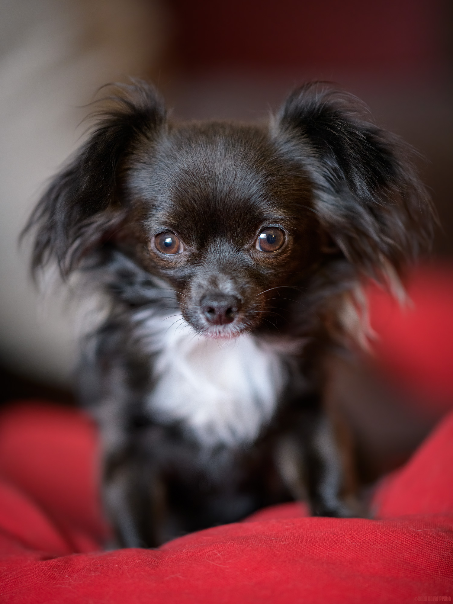 Why Are You Pointing That Thing At Me Again?