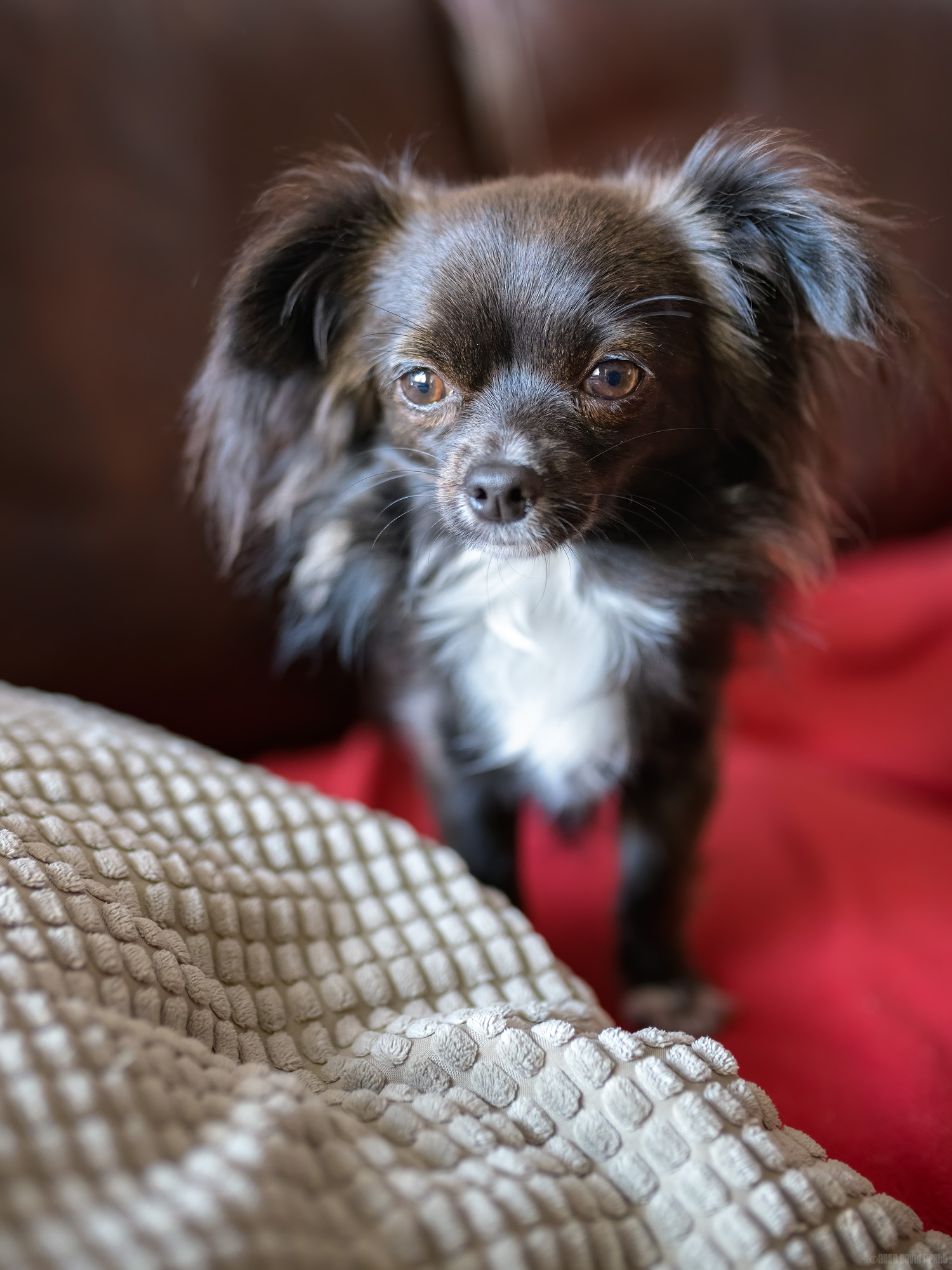 Why Did You Get Up Off The Sofa?