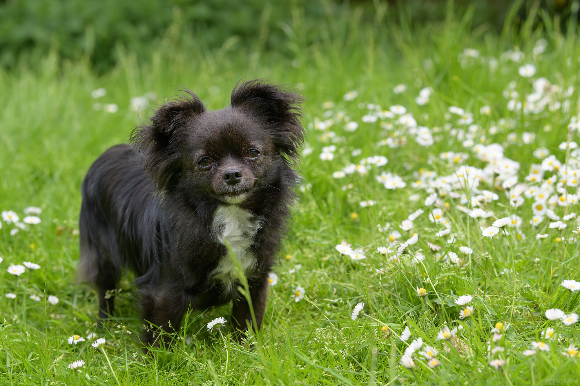 Standing In A Forest Of Daisies