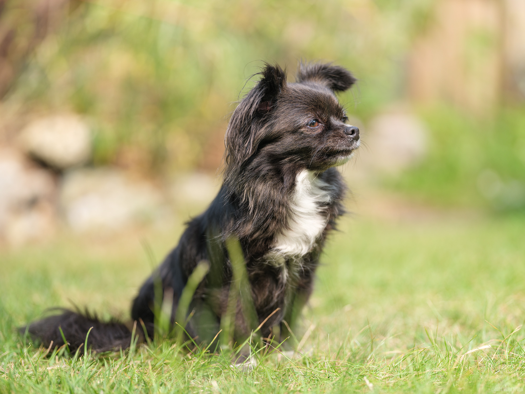 Watching The Neighbours