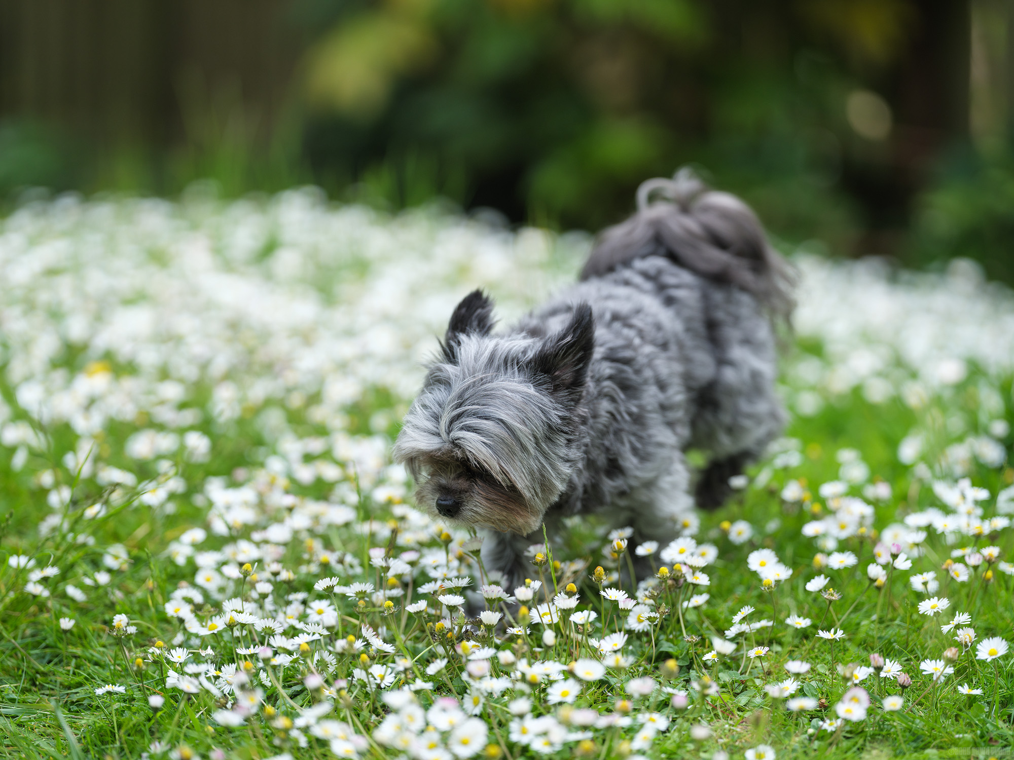 Stop and Smell the Daisies