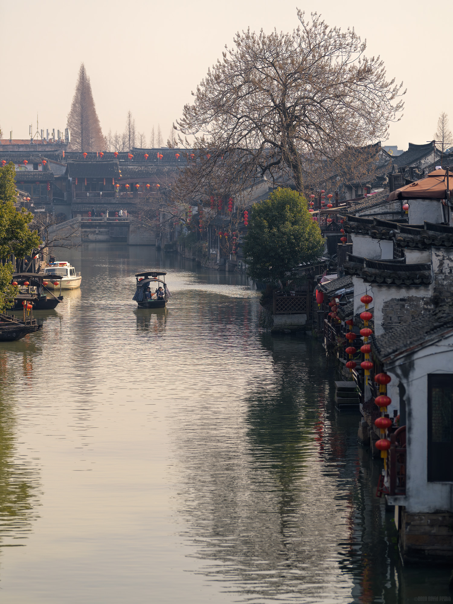 The Boat and The Tree