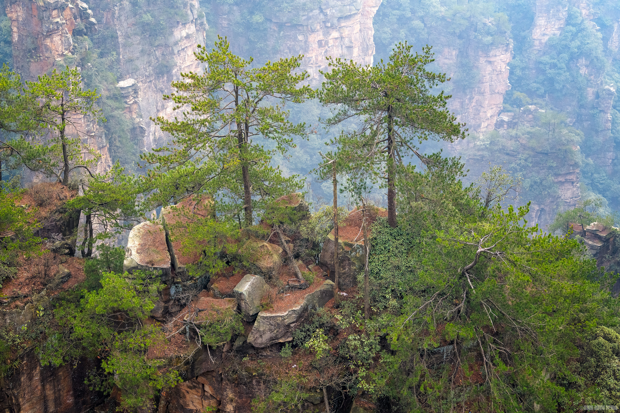 Trees Growing Out Of Rocks