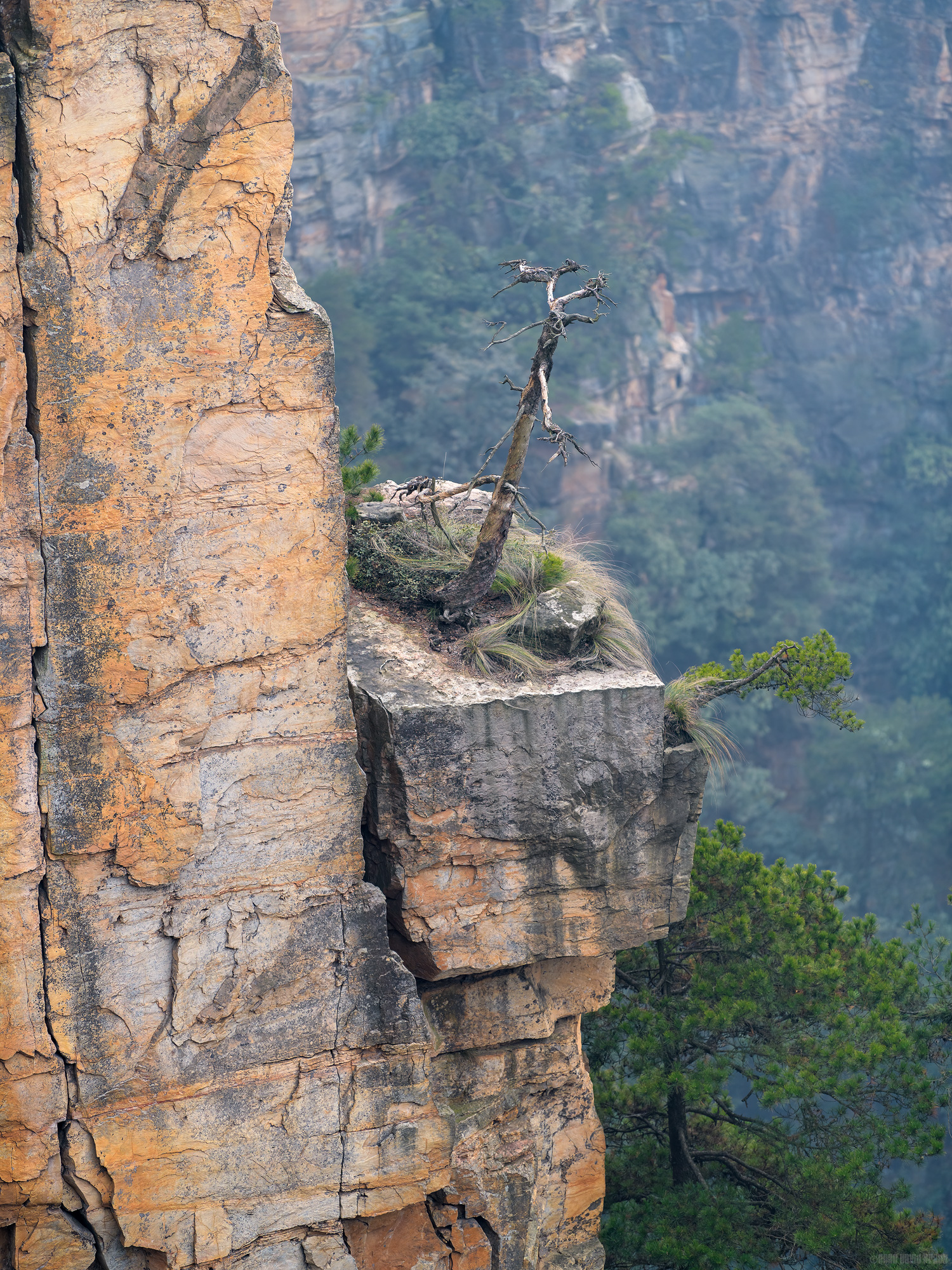 Fading Like A Flower