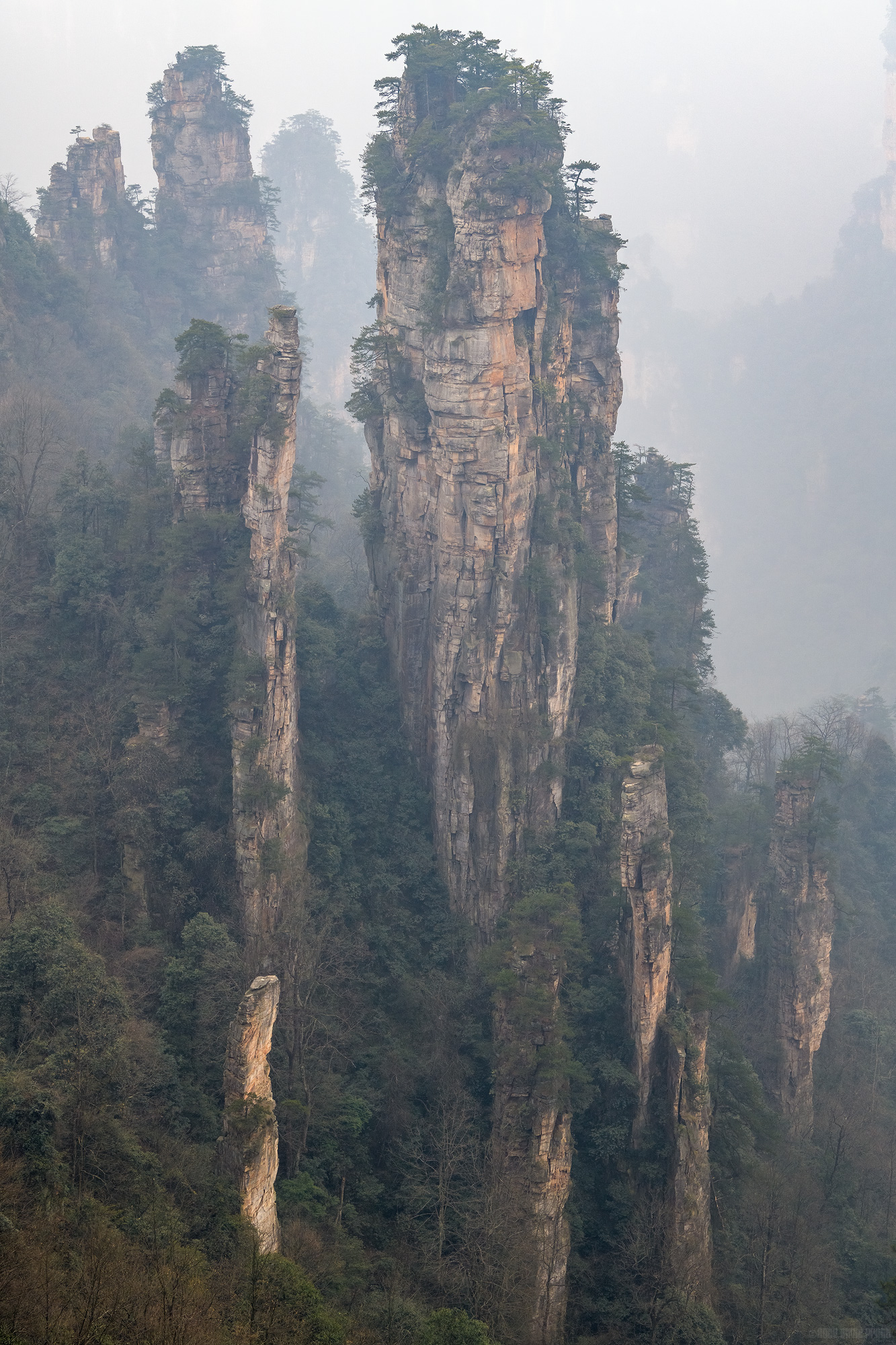 Towers Amongst Trees