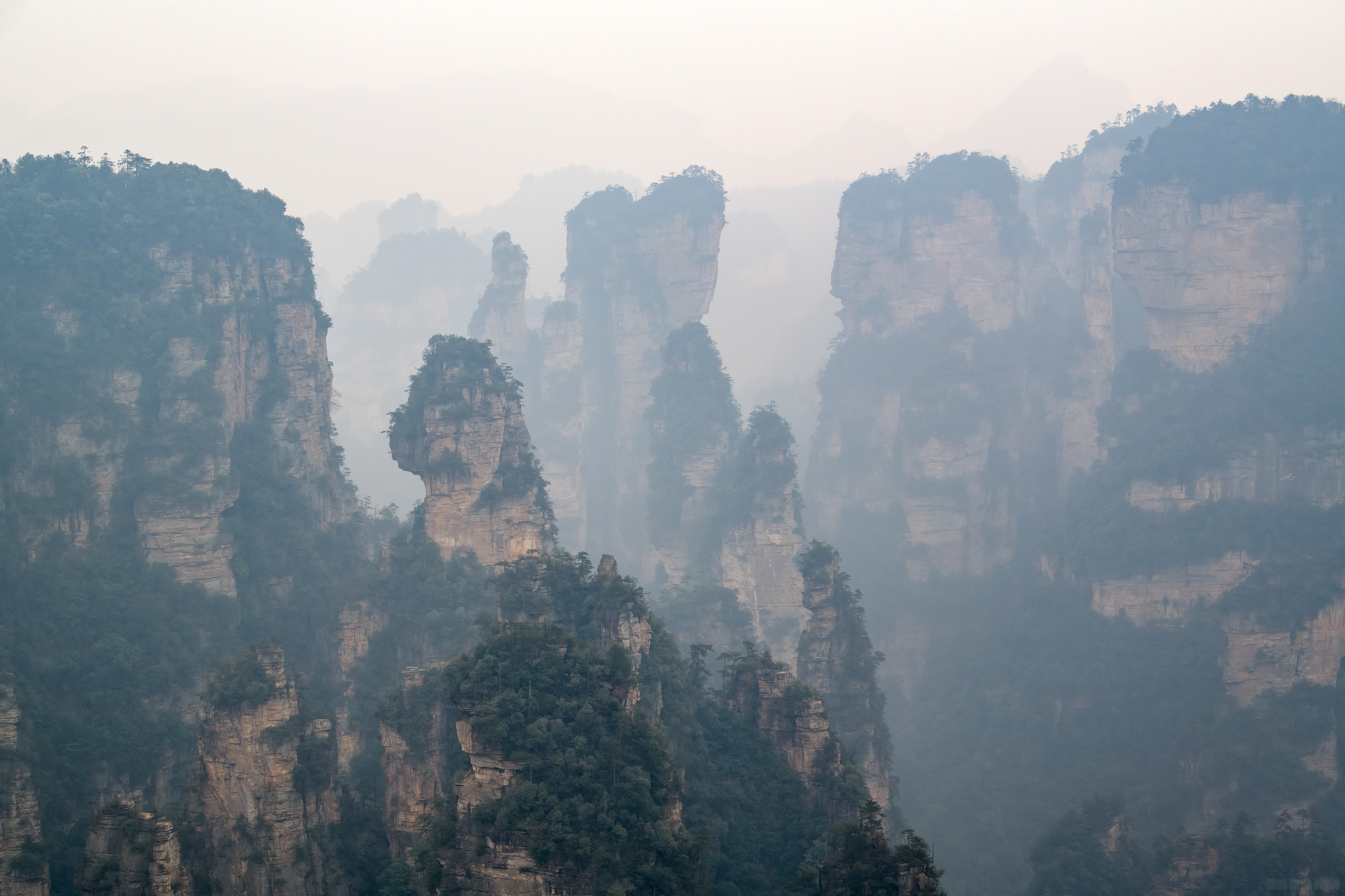 The Sandstone Forest