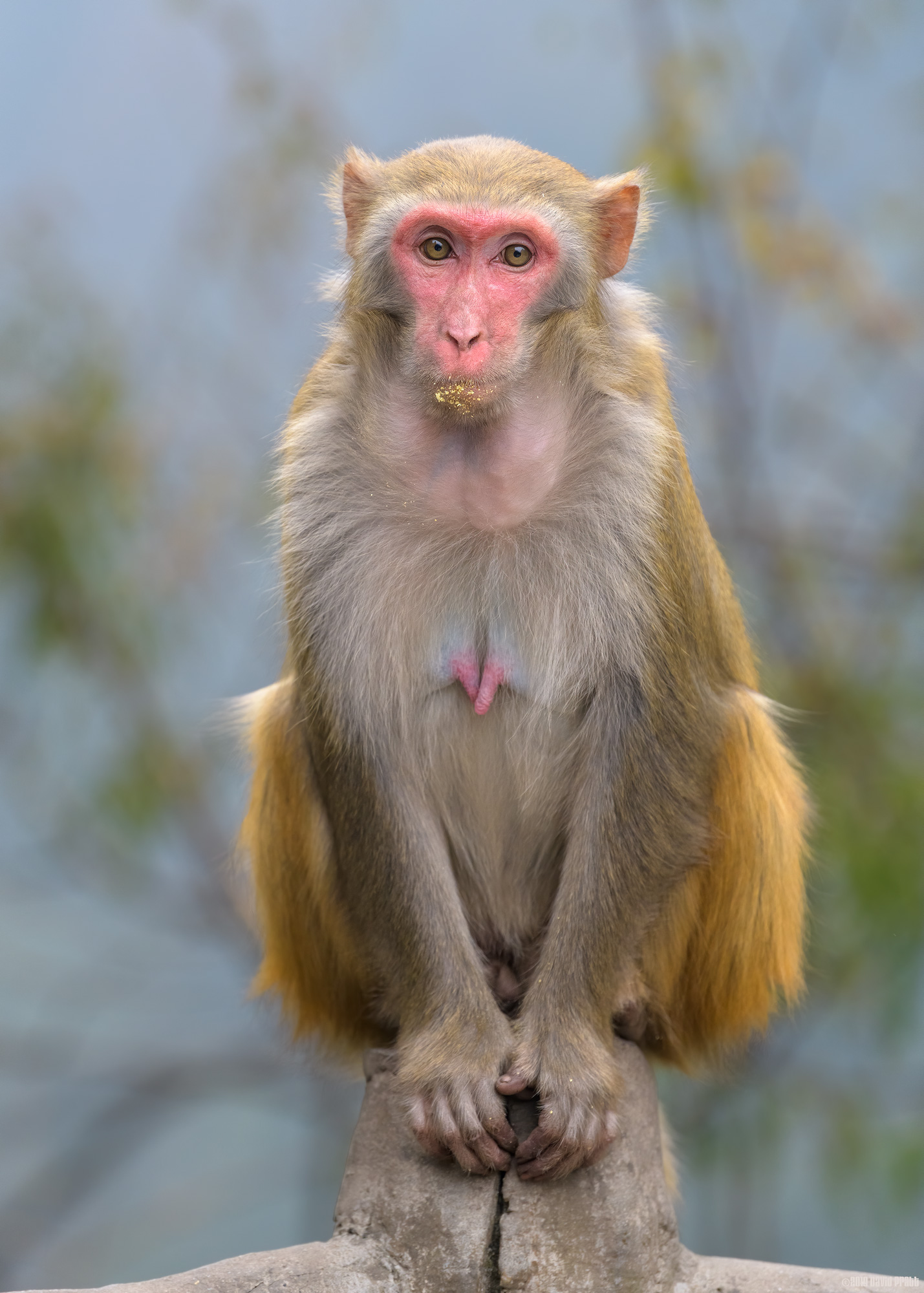 I Didn't Touch Your Biscuits