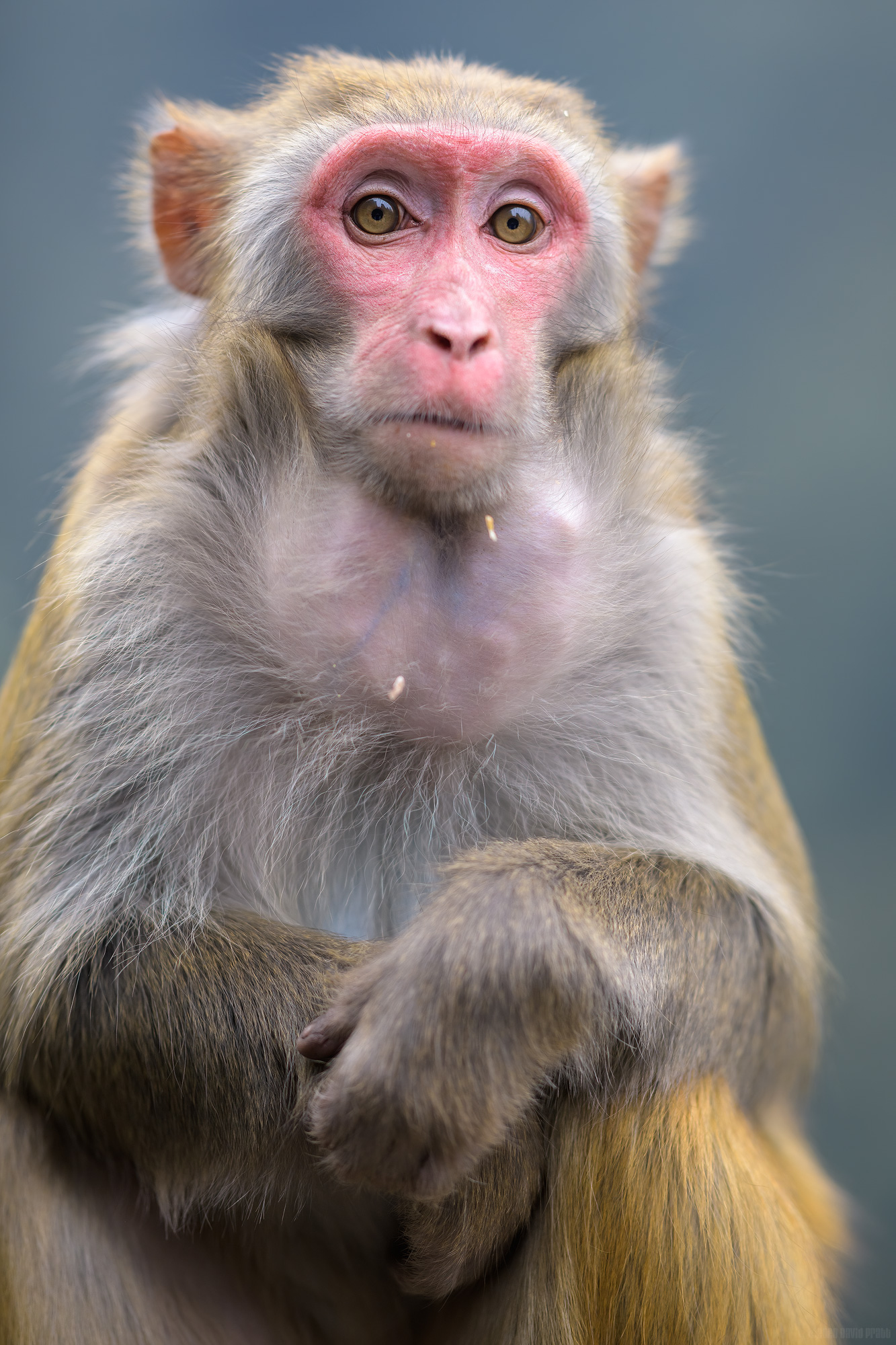 Who Is Observing Whom?