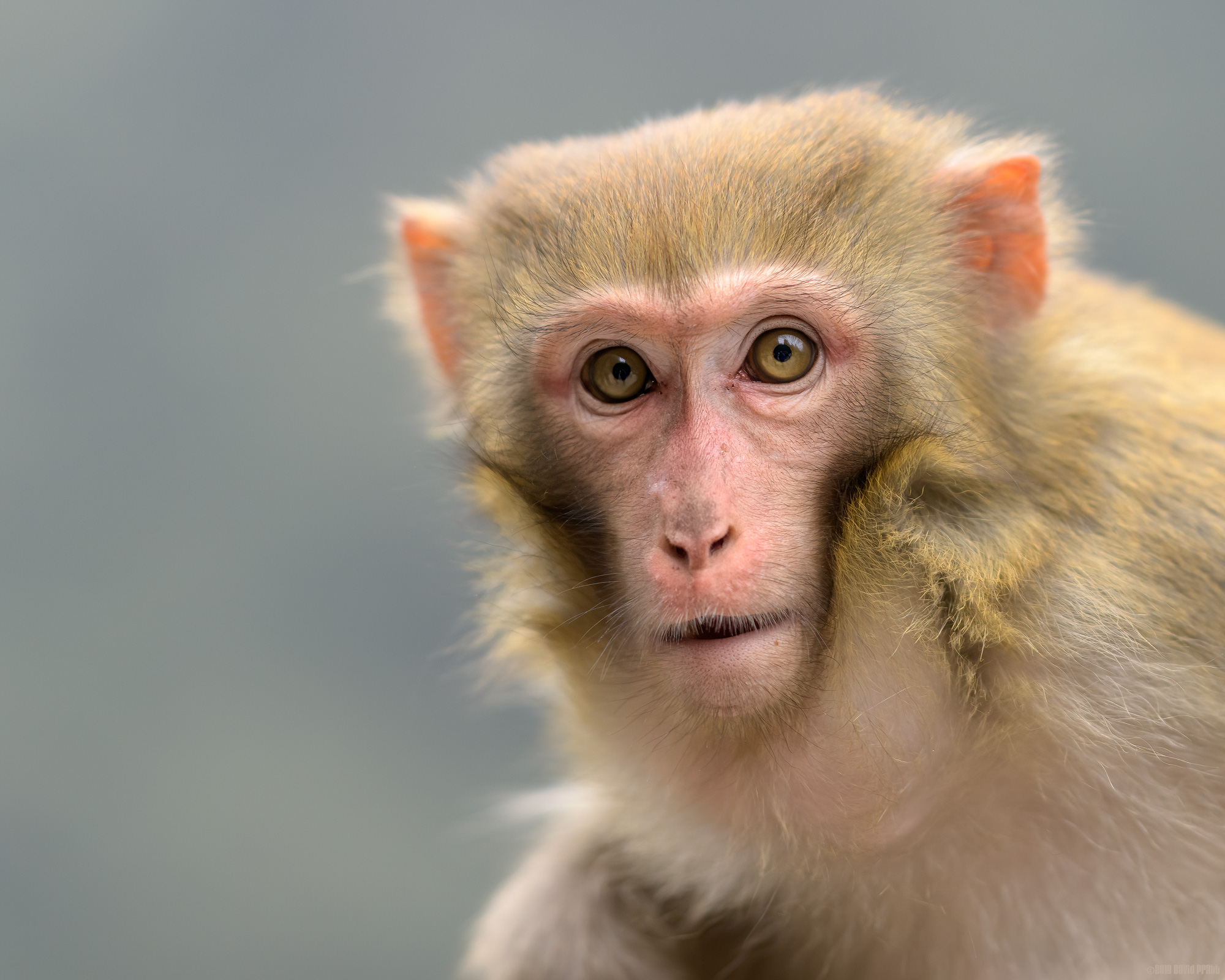 Macaque