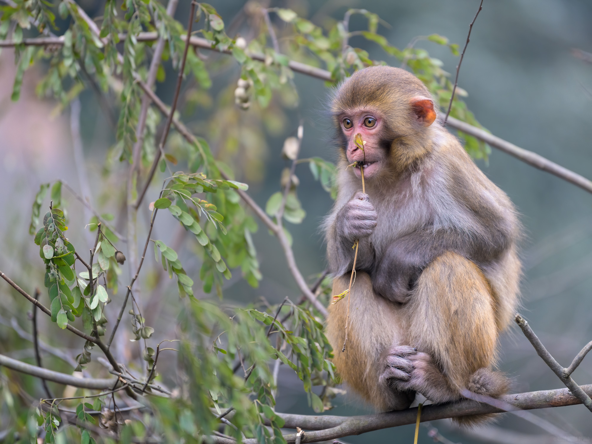 Playing With A Branch