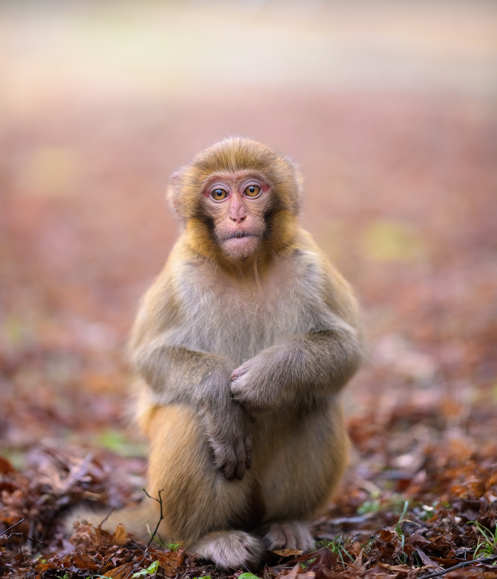 The Innocence Of Youth