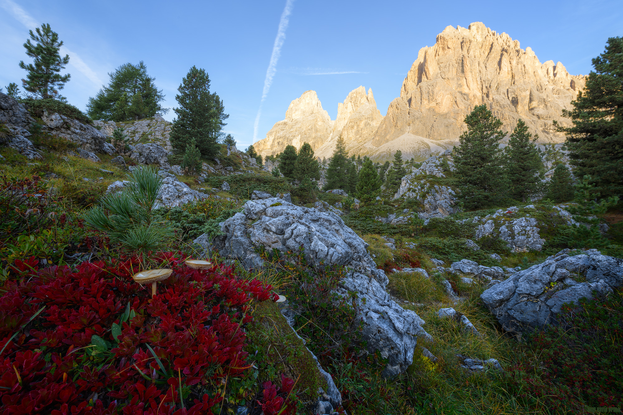 Mushrooms Under Sassolungo