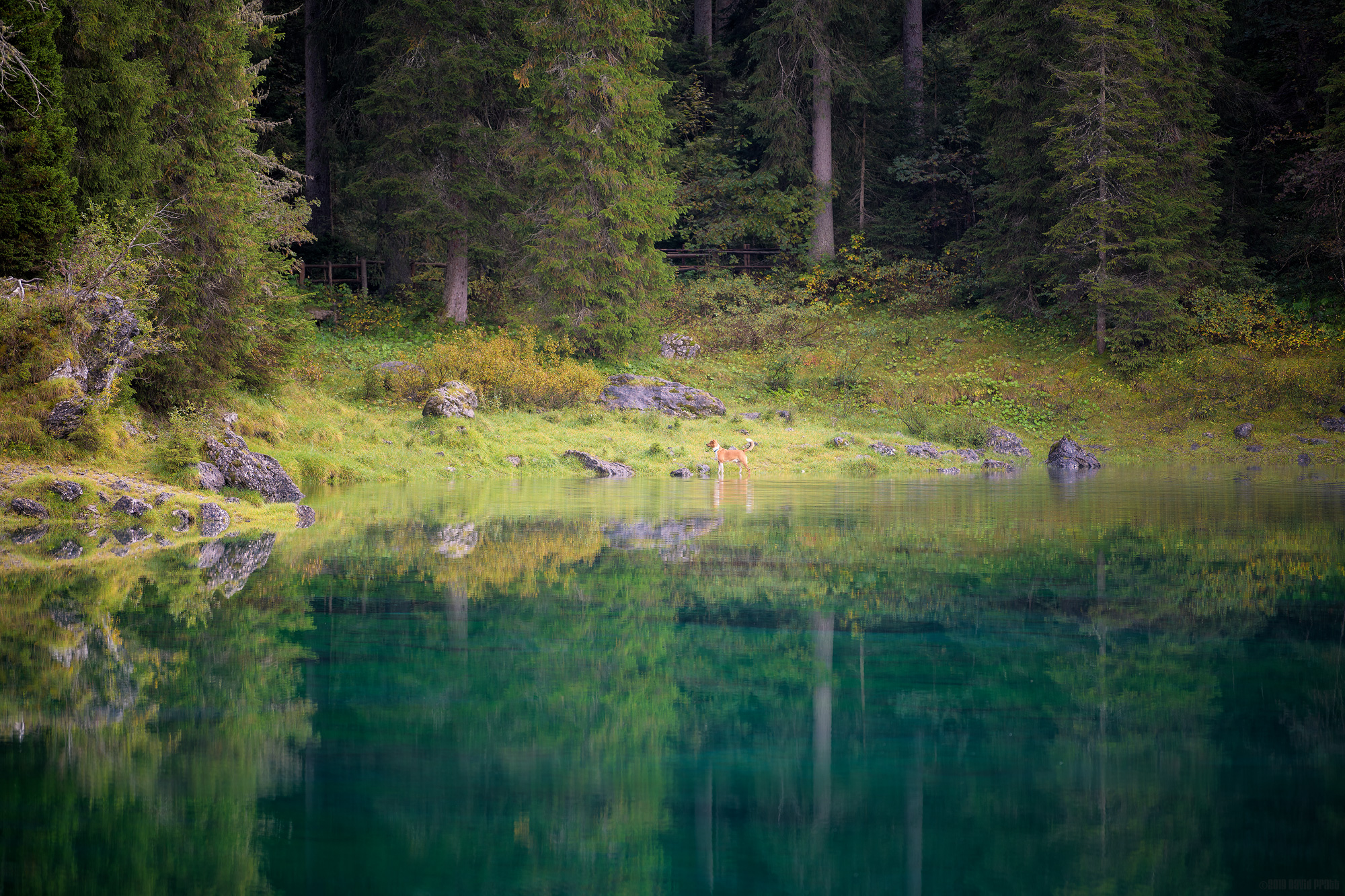 Four Paws In The Water