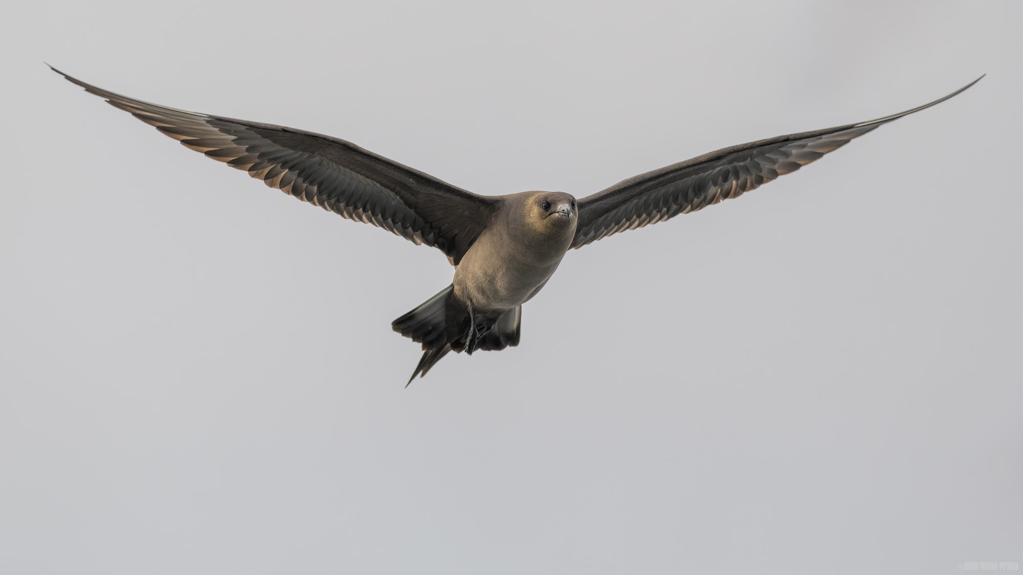 Arctic Skua