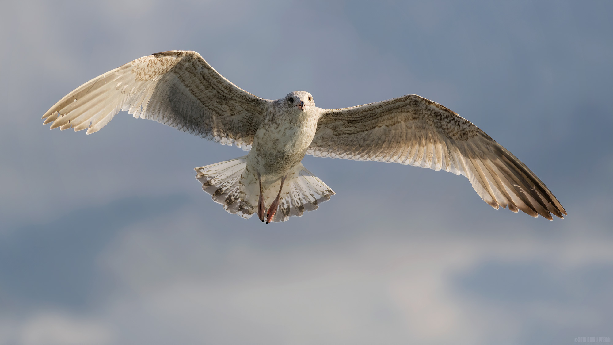 A Gull On The Wing