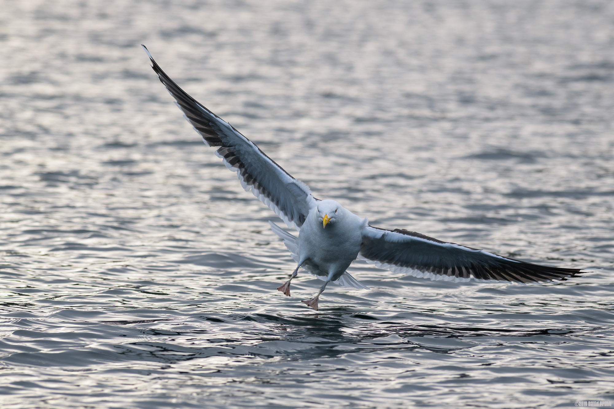 Great Black-backed Gull
