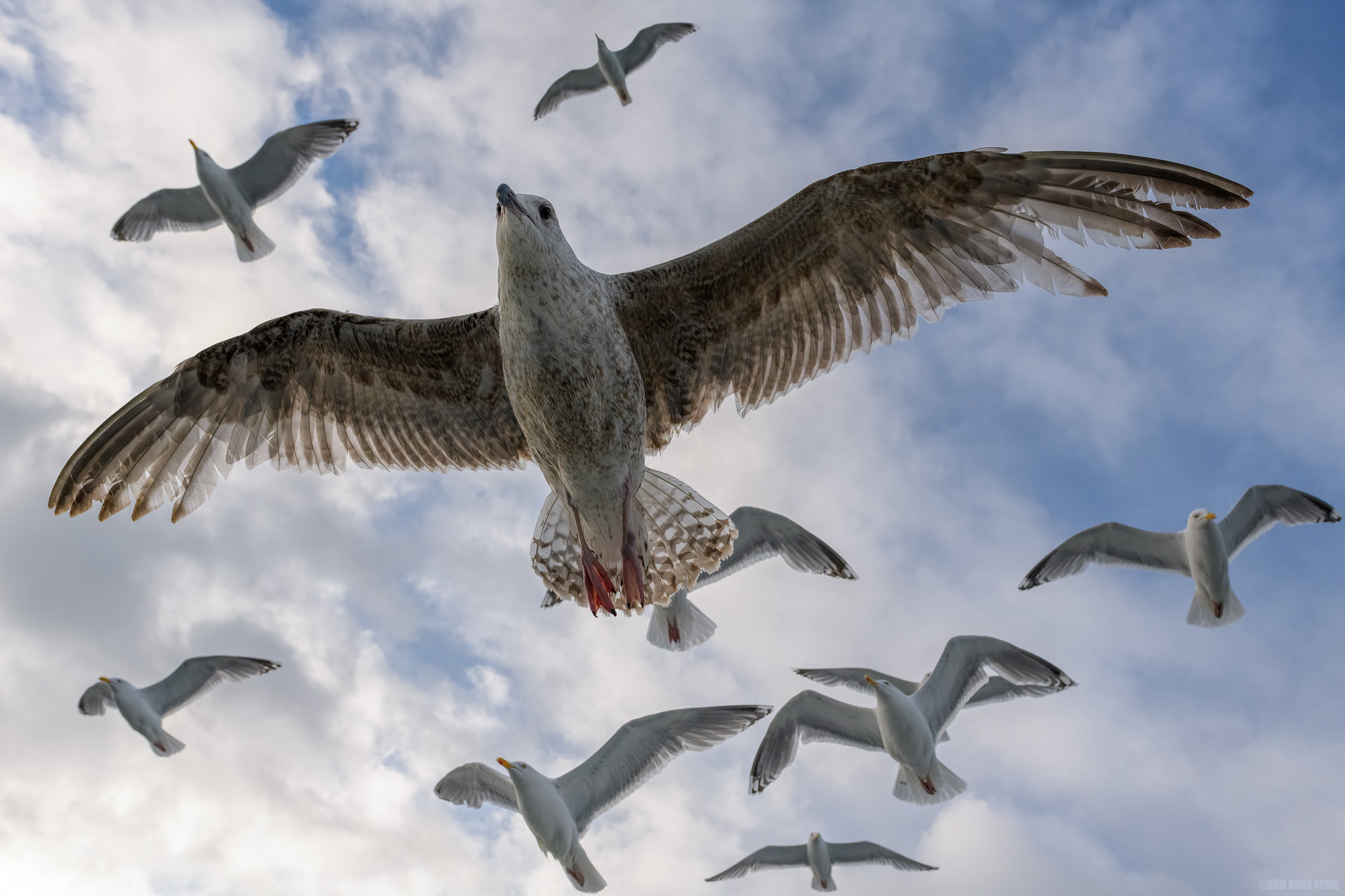 Flying With Gulls
