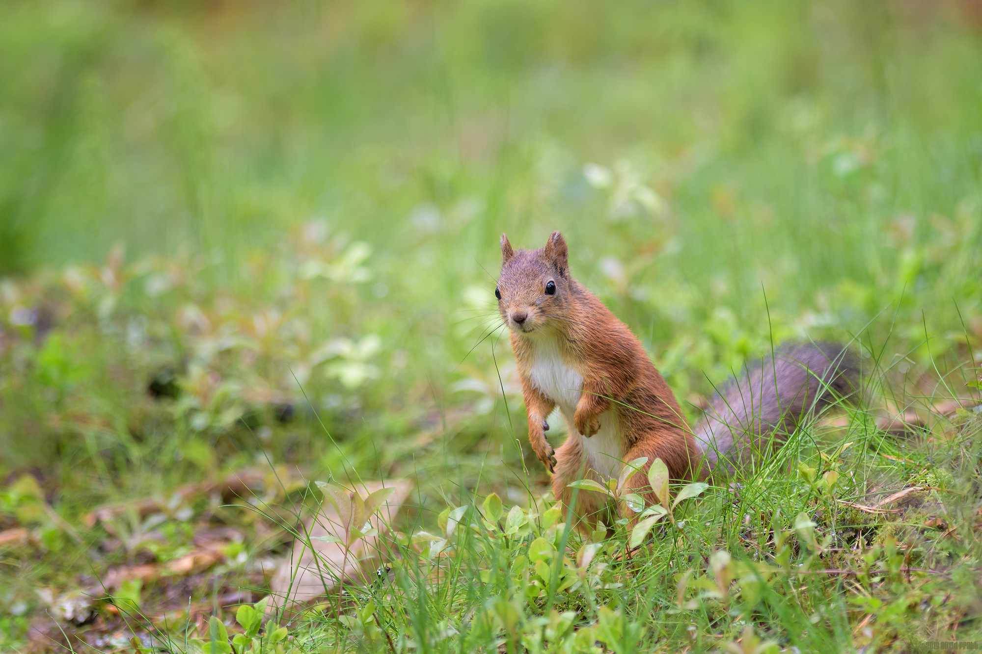 On The Forest Floor