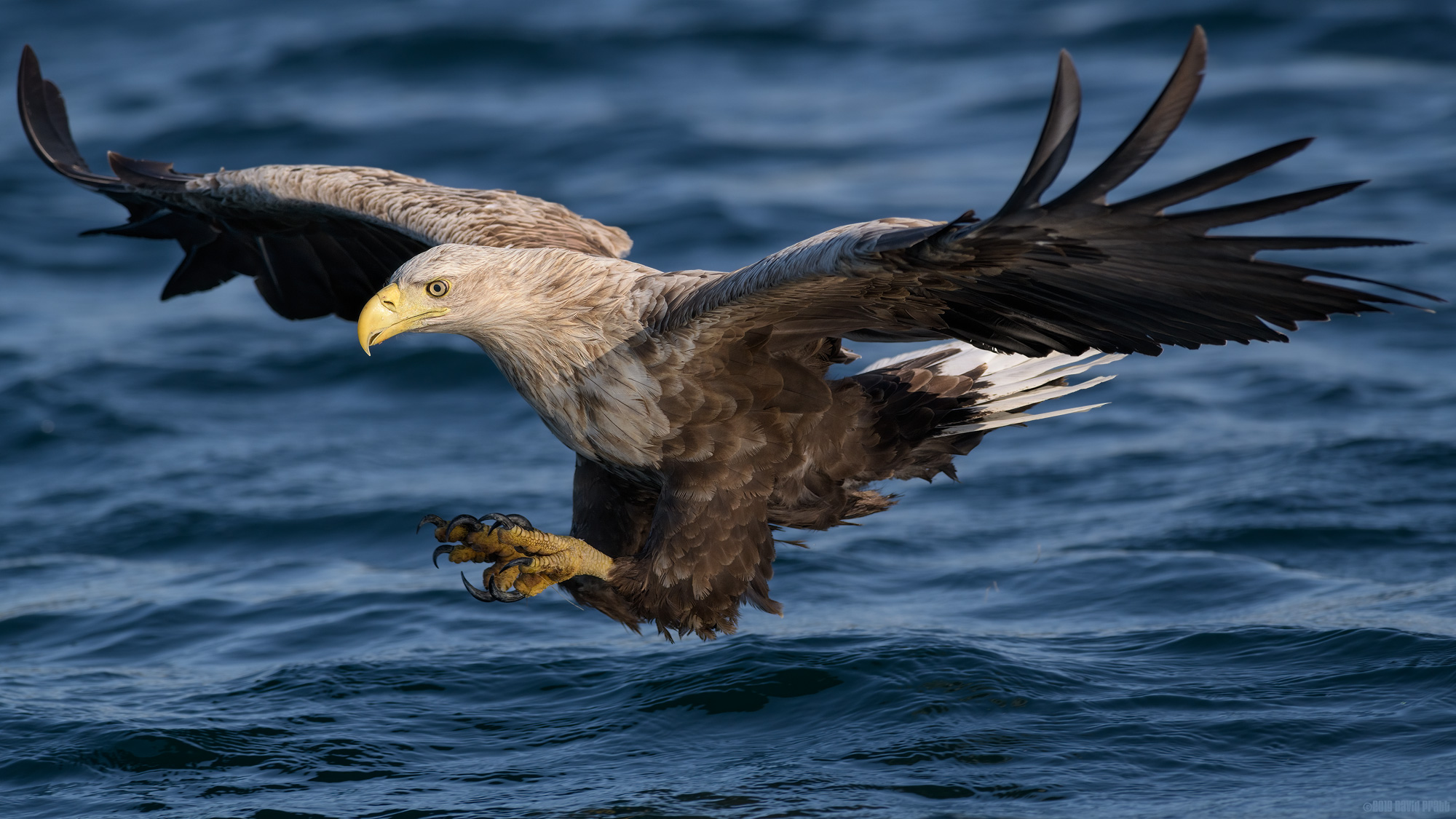 Coming In For The Kill