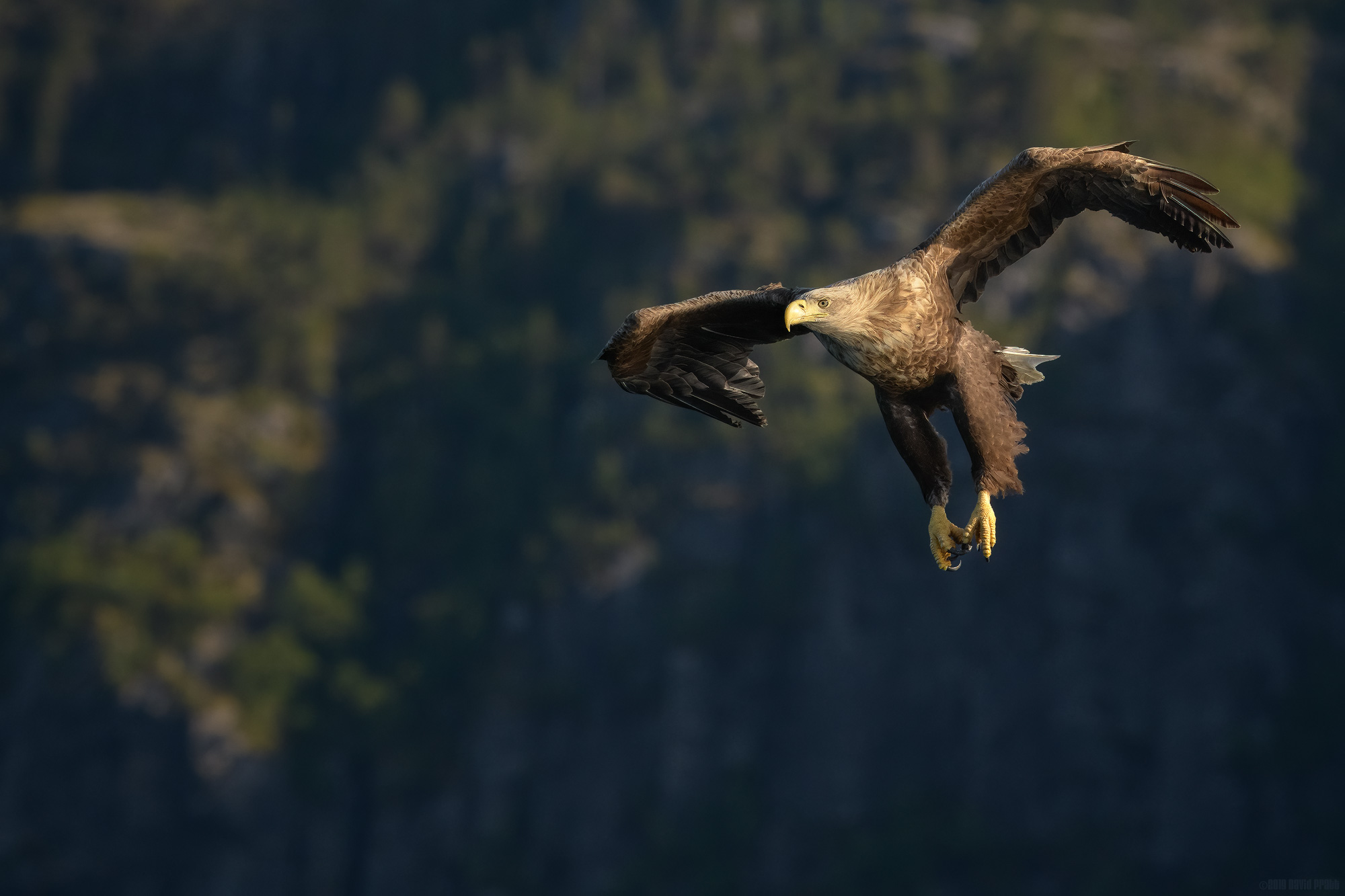 Dropping Down From The Cliffs