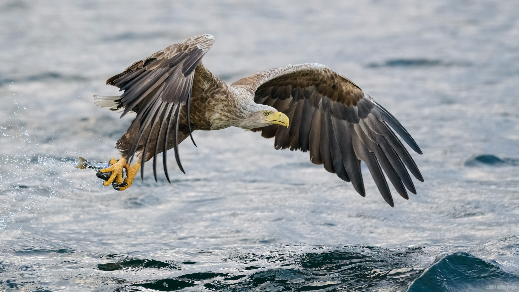 Taking Home The Bacon