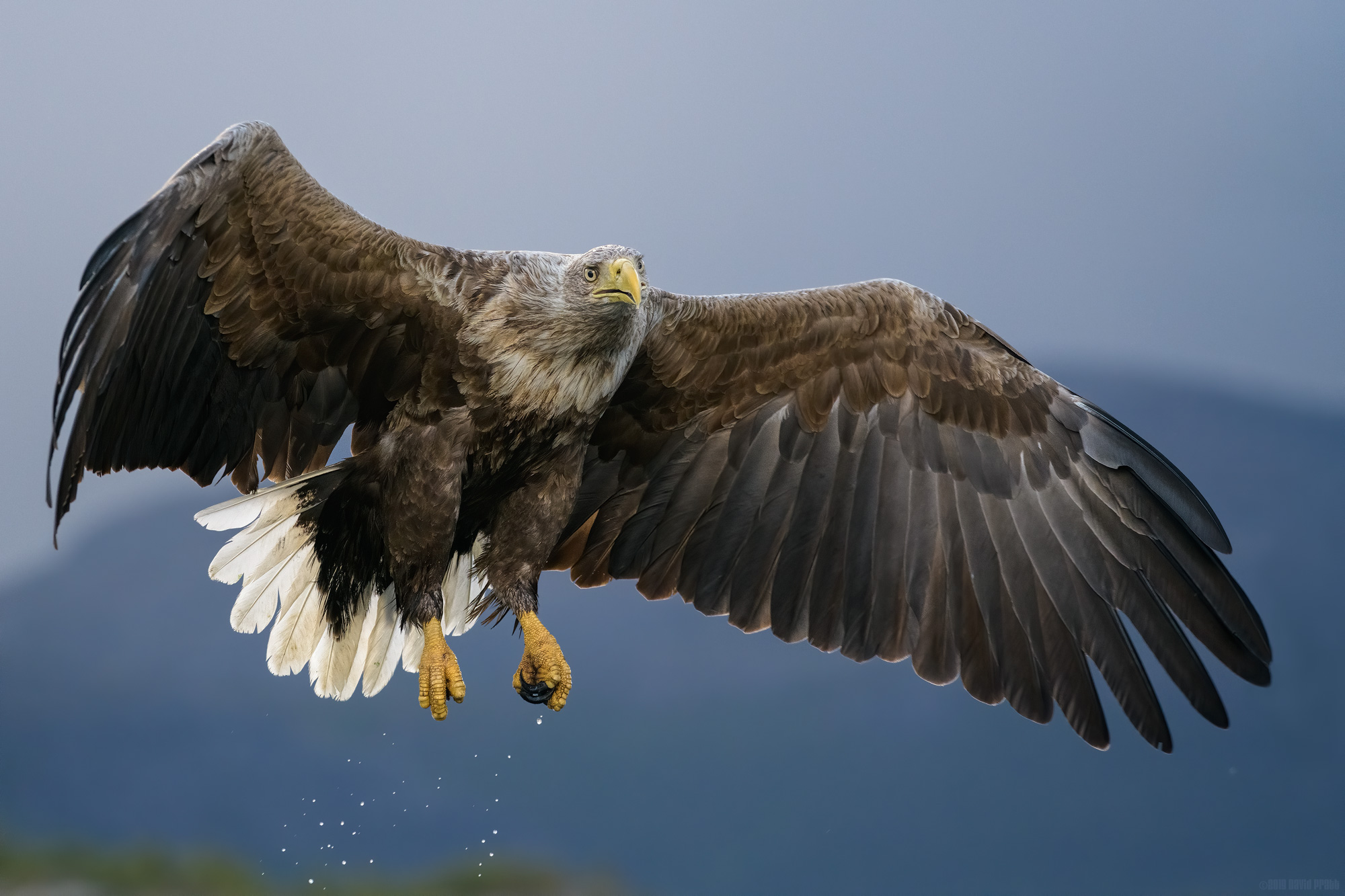 Did You See Me Drop That Fish?