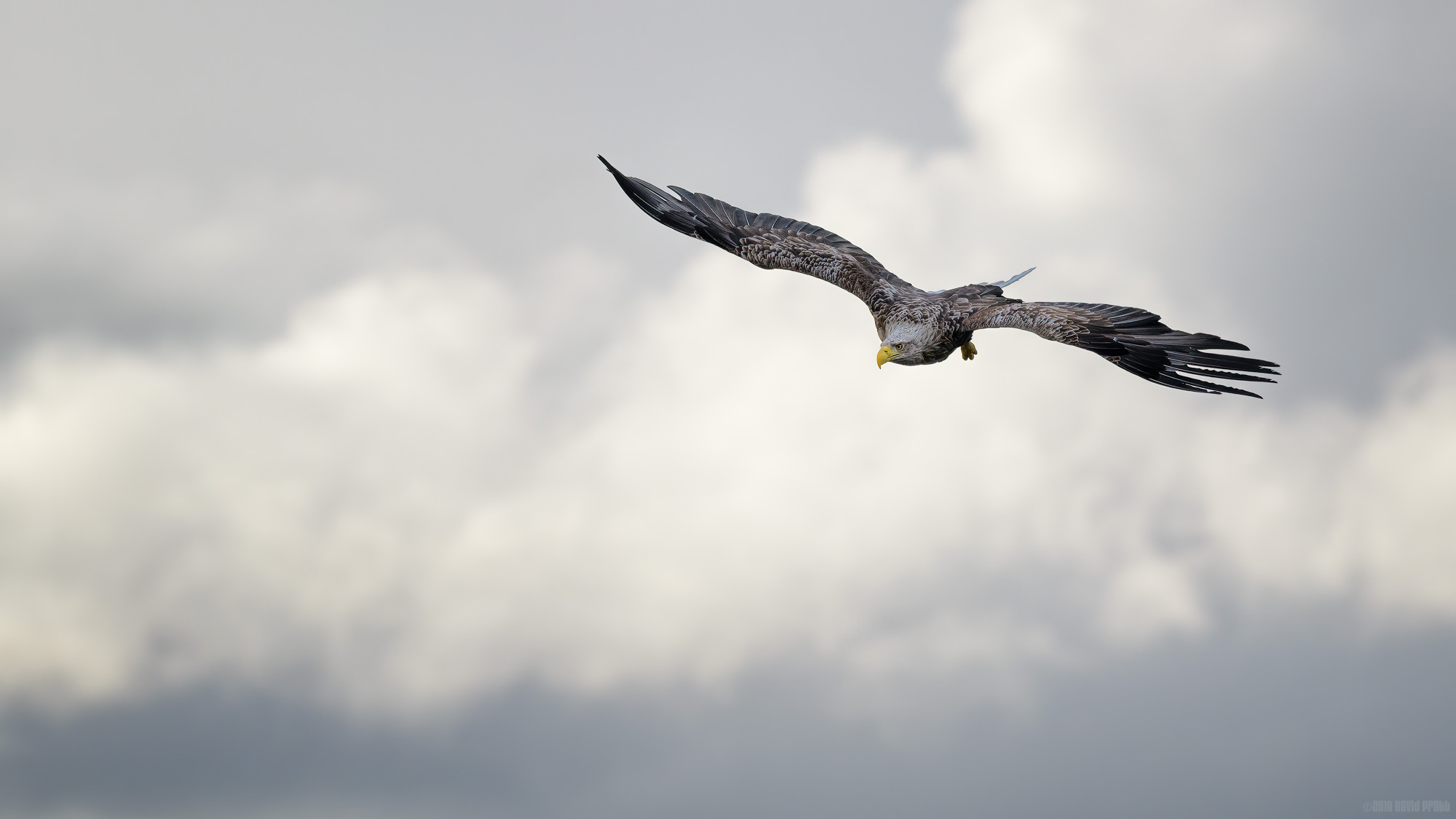 Diving Down From The Clouds