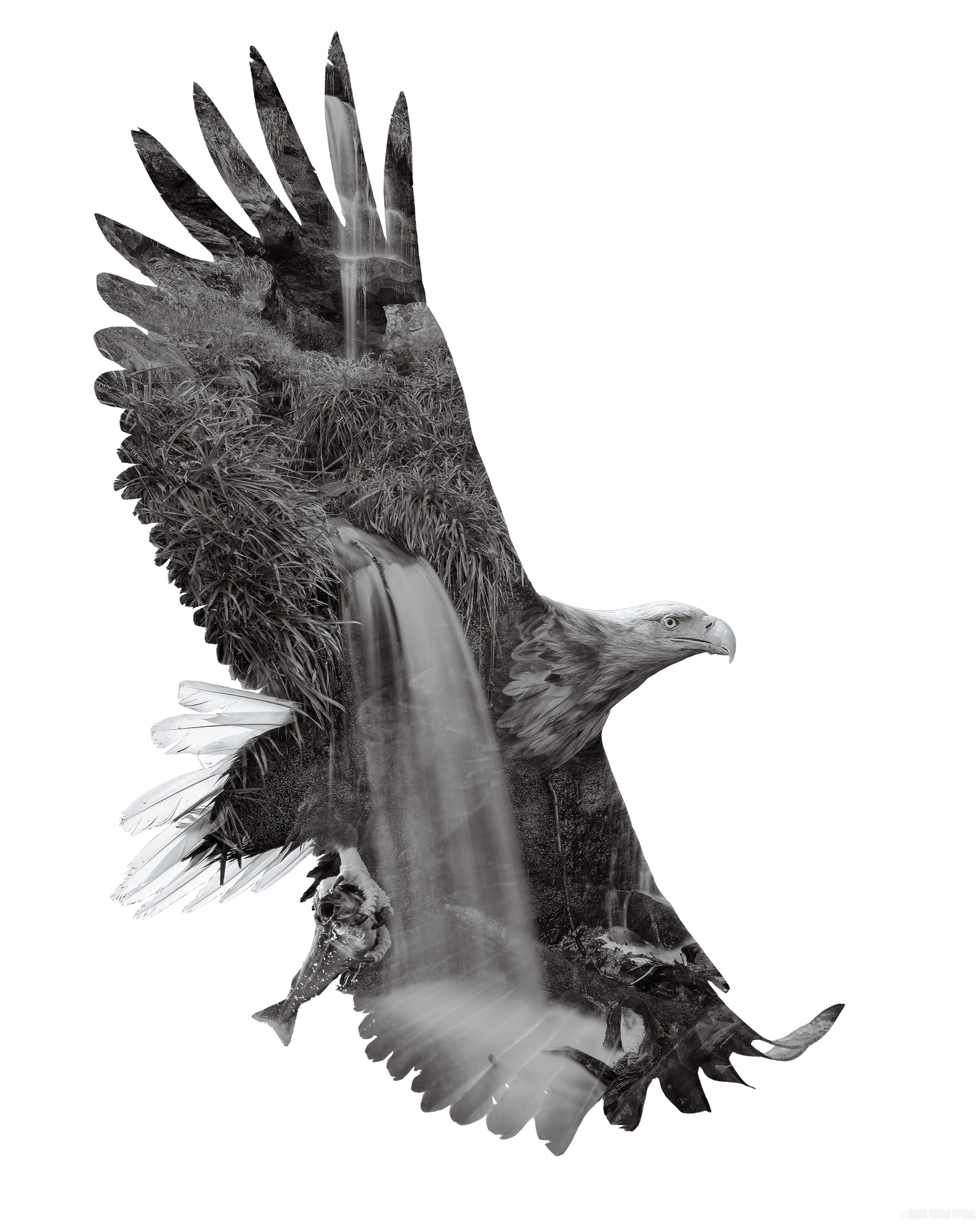 Fresh From The Falls