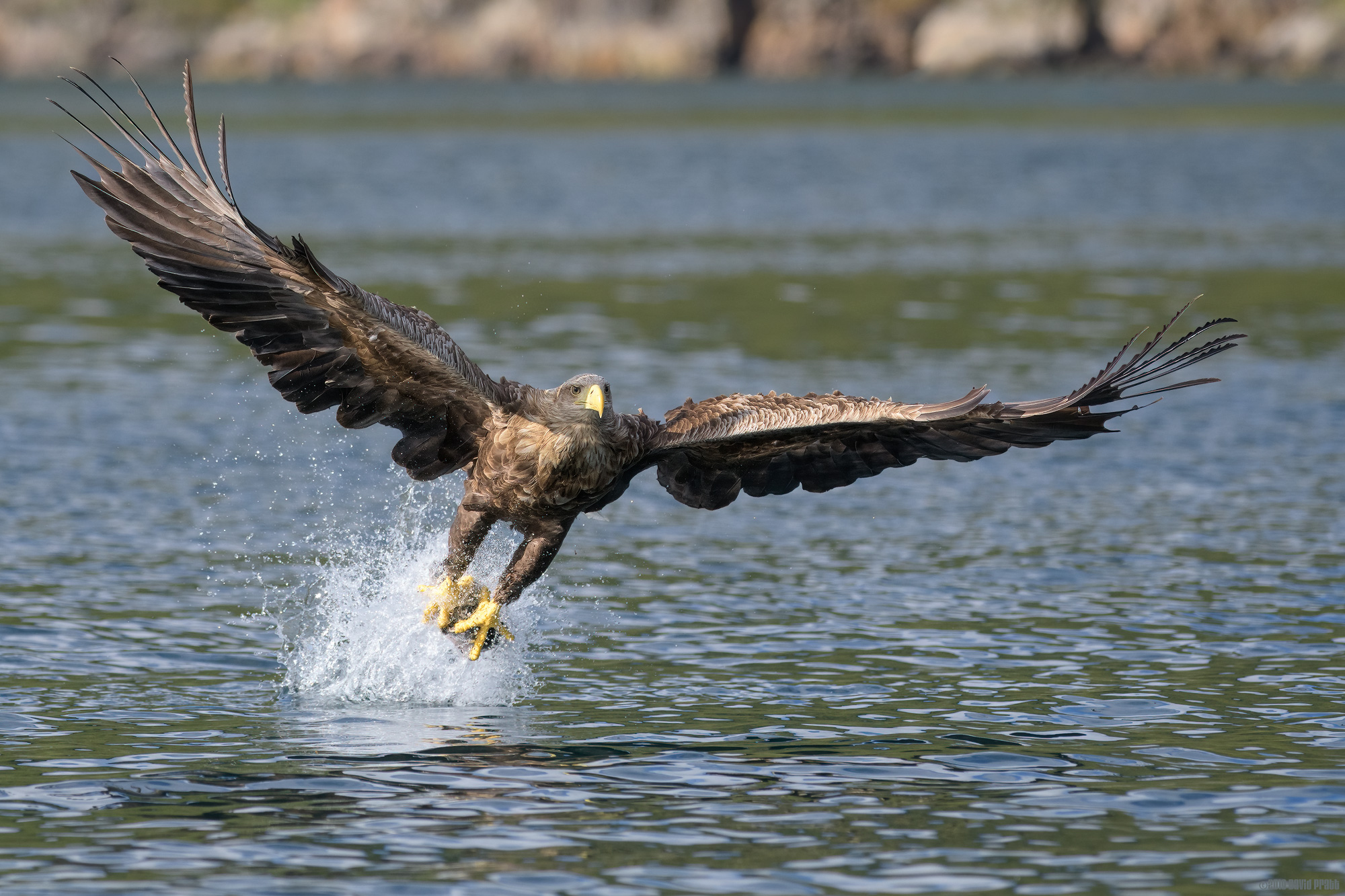Another Fish Bites The Dust