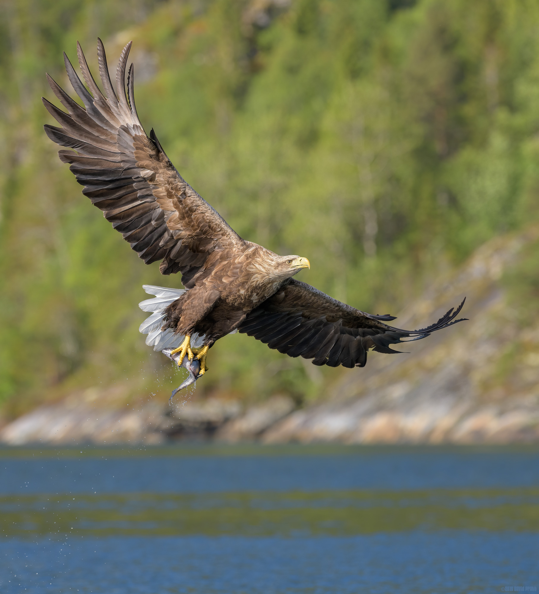 Heading Back To The Nest