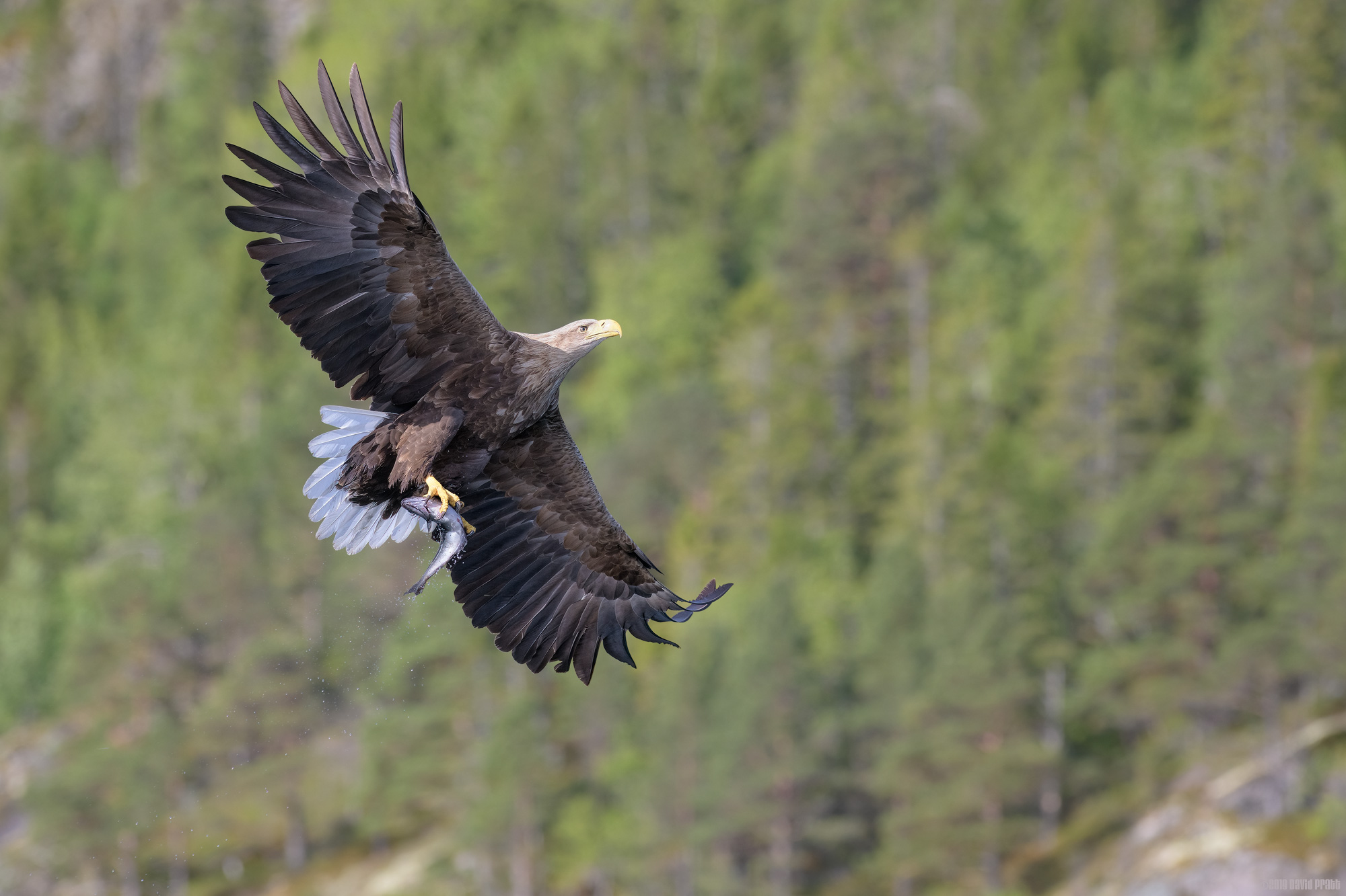 White-tailed Eagle