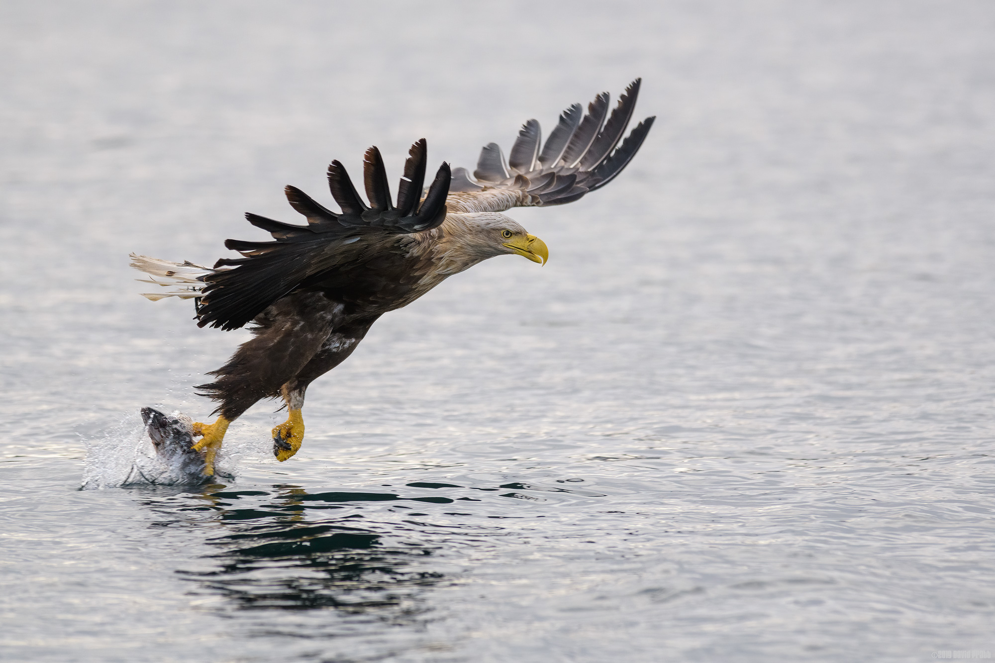 Another One For The Pot