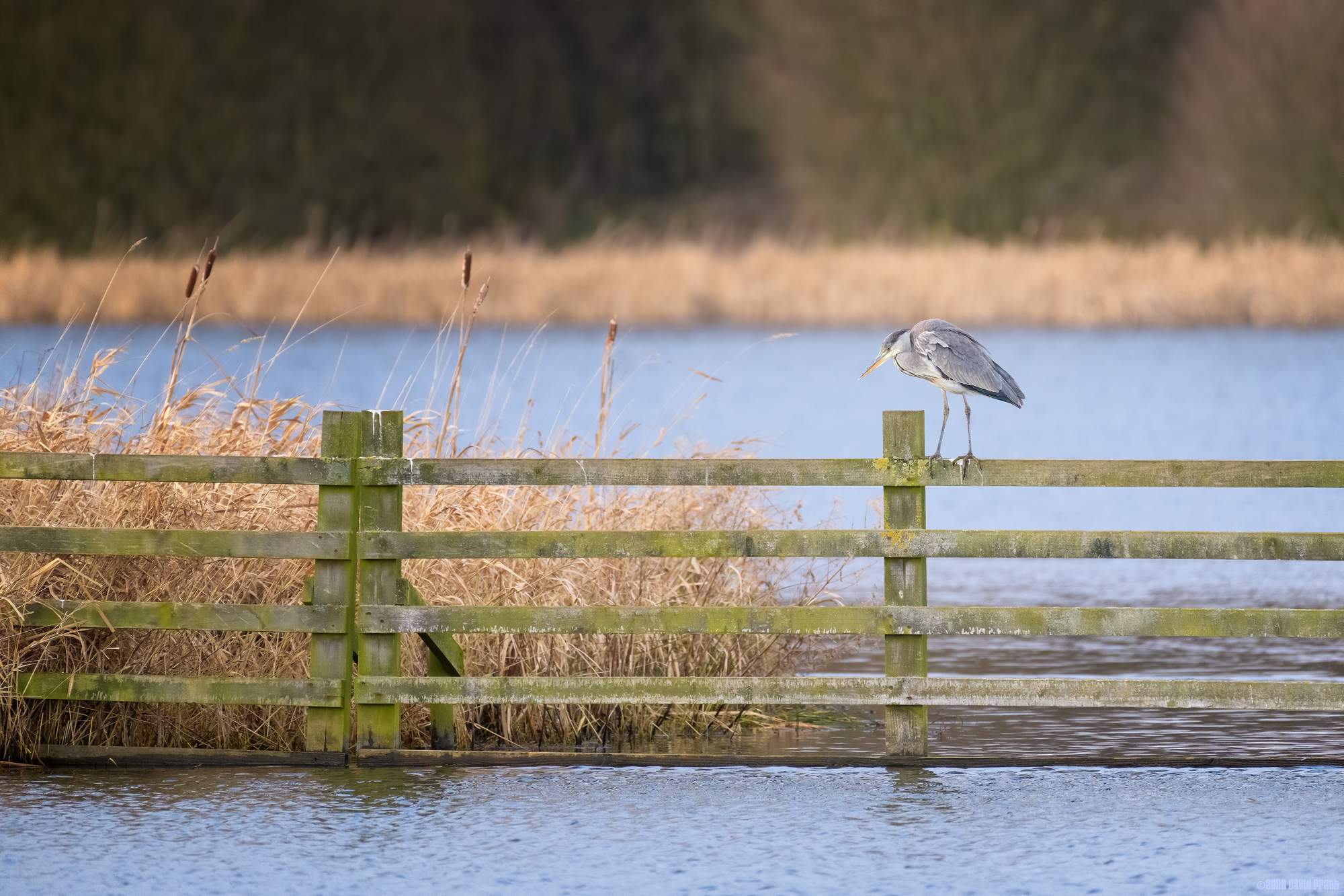 Fishing On A Fence
