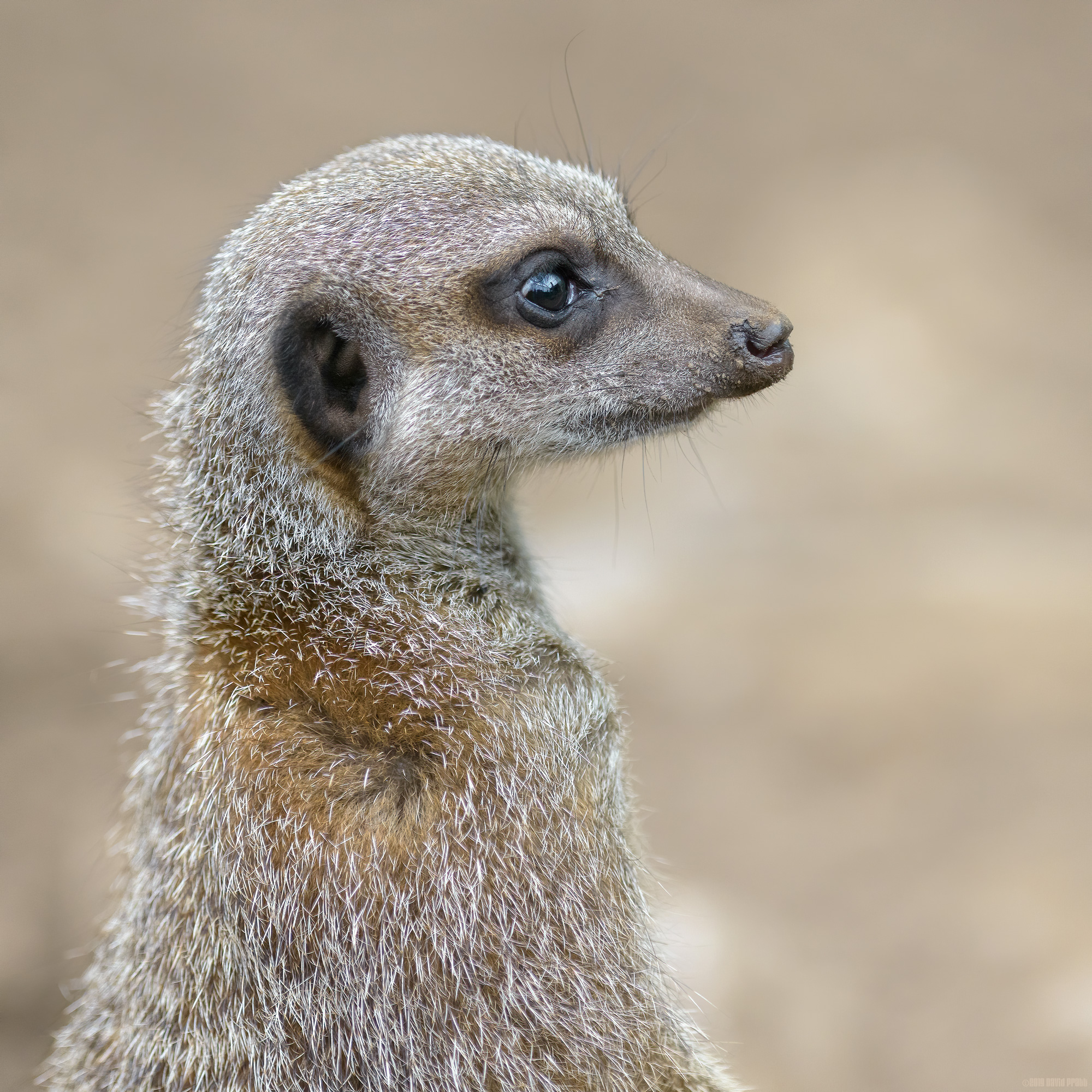 Meerkat Gaze