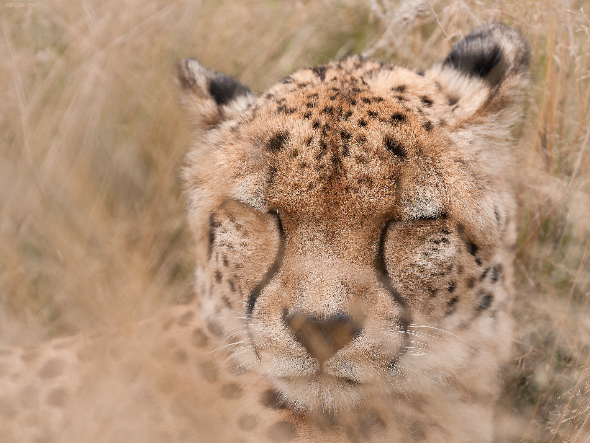 Sleeping Cheetah