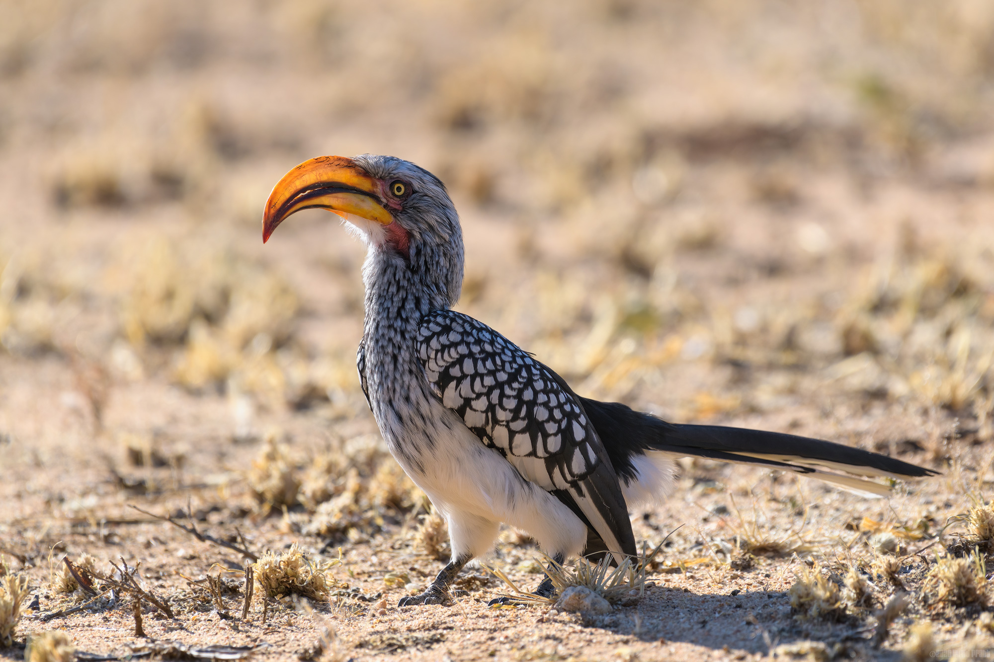 Yellow Bill In The Sun