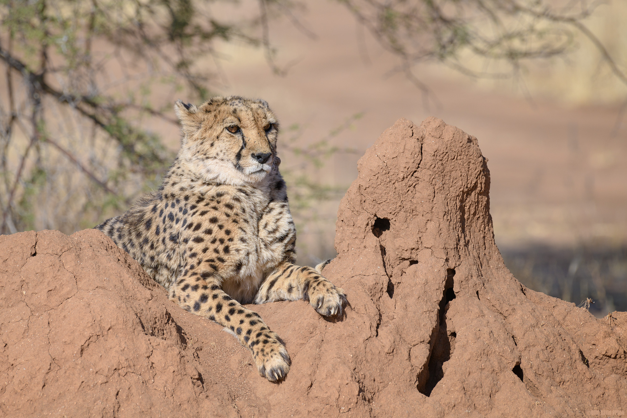 Resting On A Termite Mound