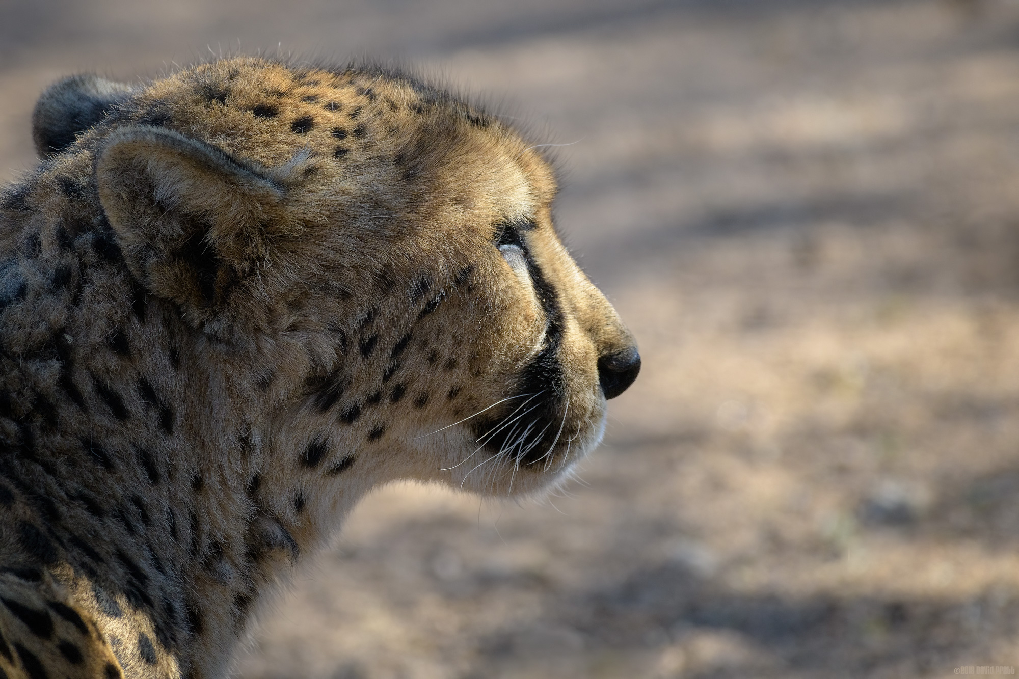 Watching and Waiting