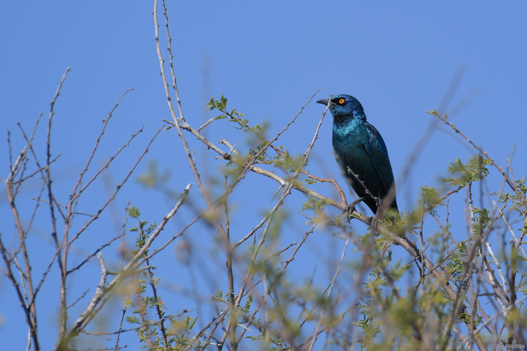 Cape Glossy Starling