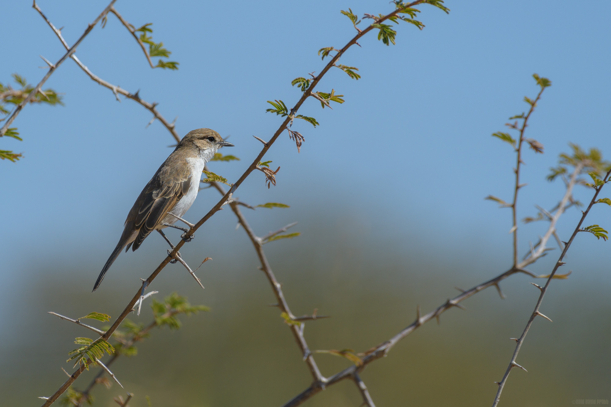 Marico Flycatcher