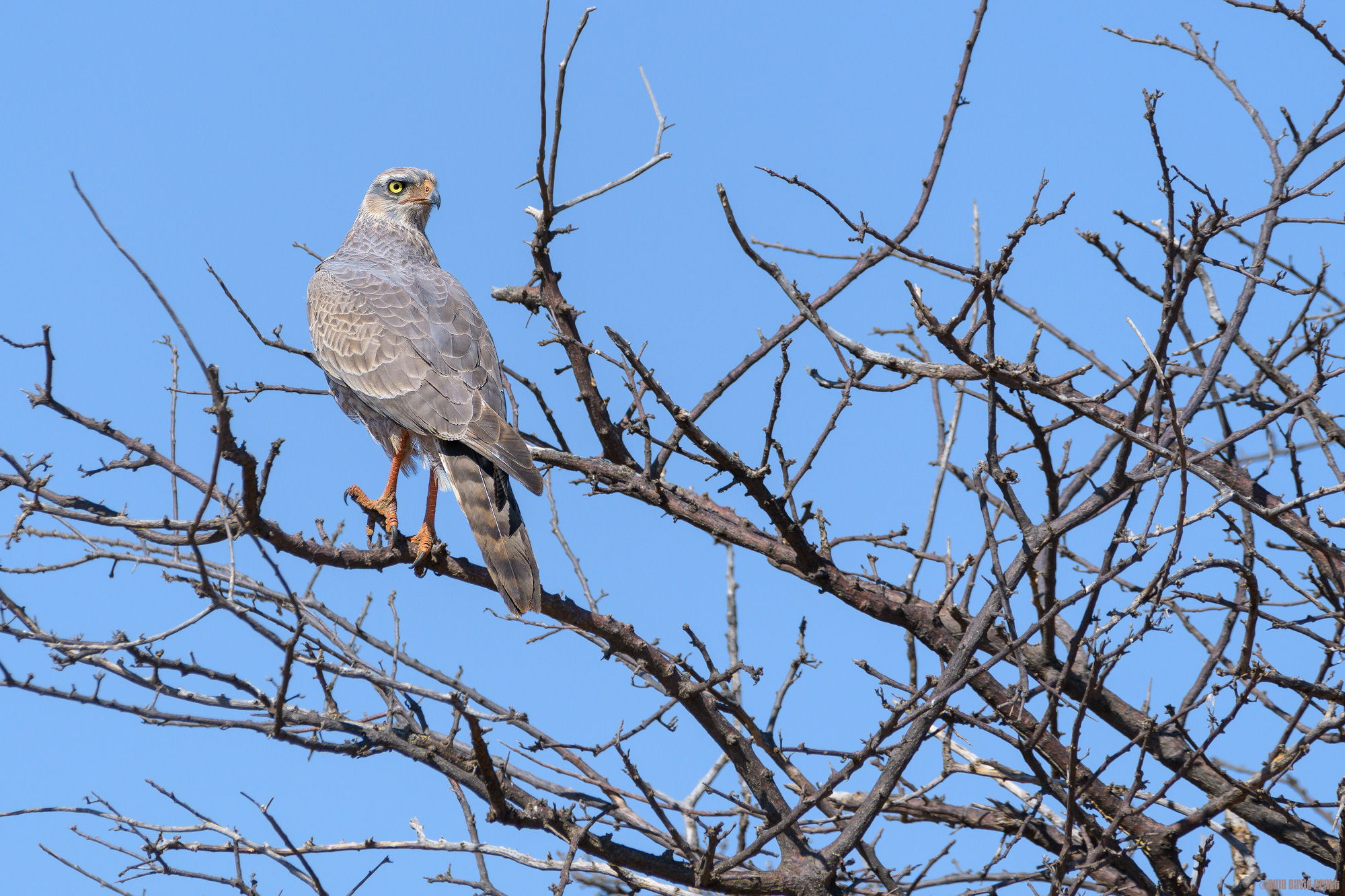 Southern Pale Chanting Goshawk