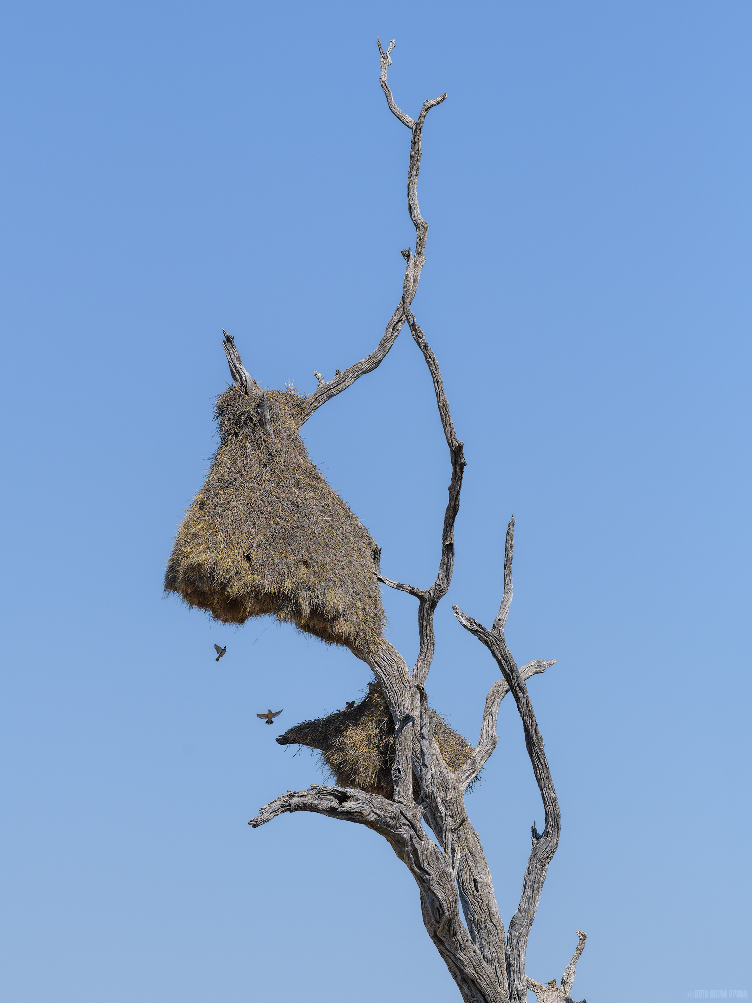 Sociable Weaver's Colonial Nest