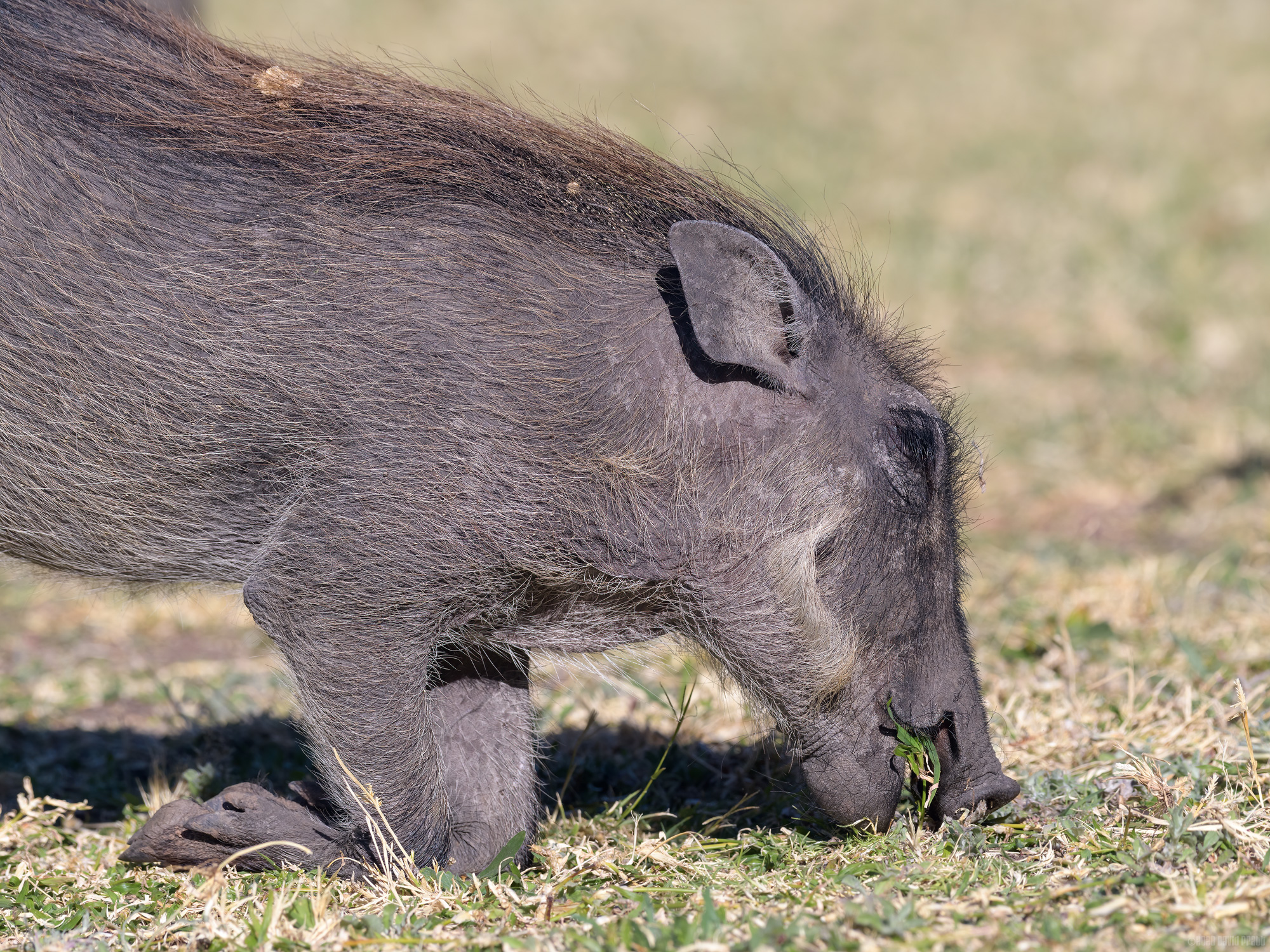 A Mouthful Of Grass