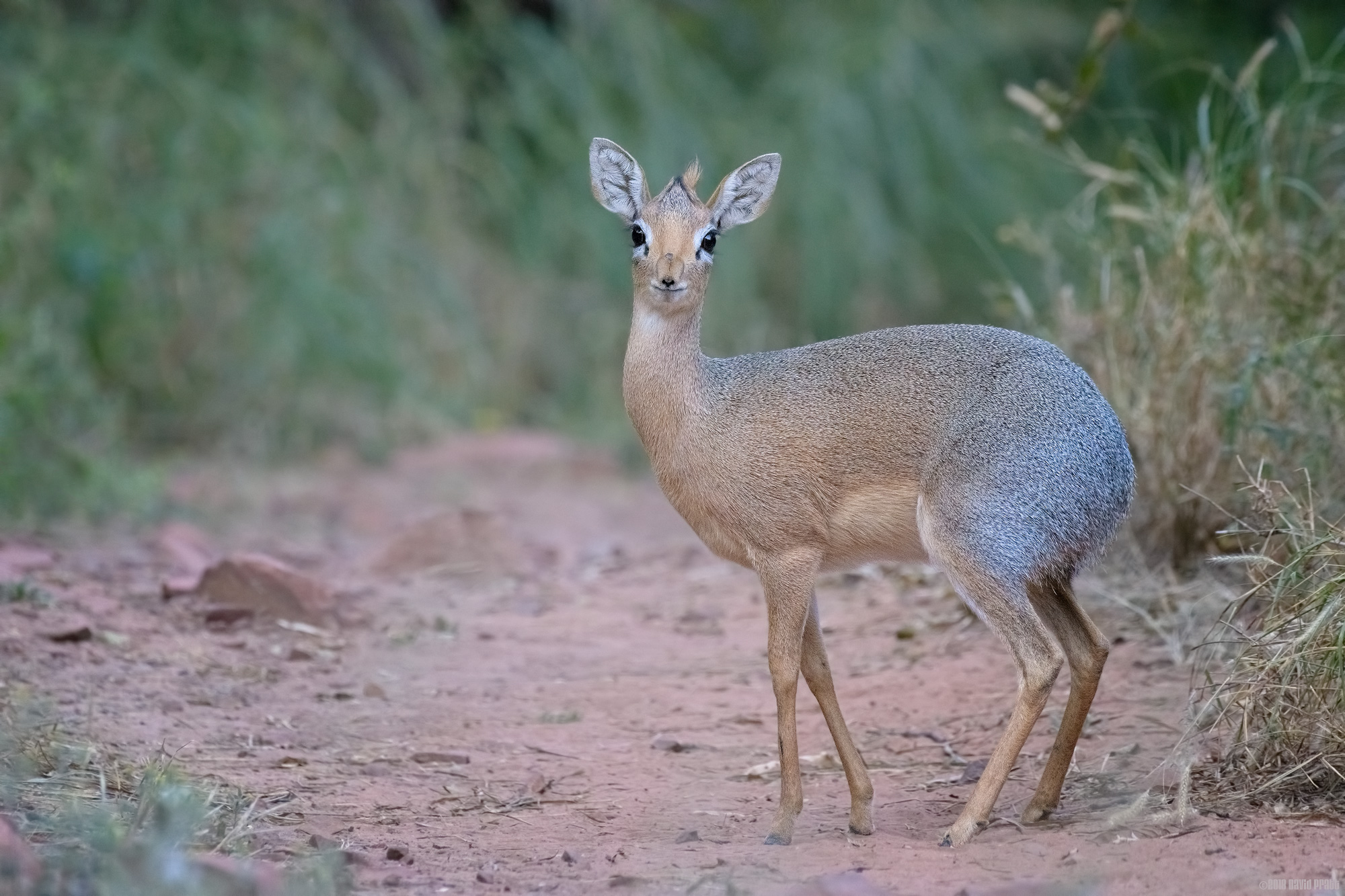 Damara Dik-Dik