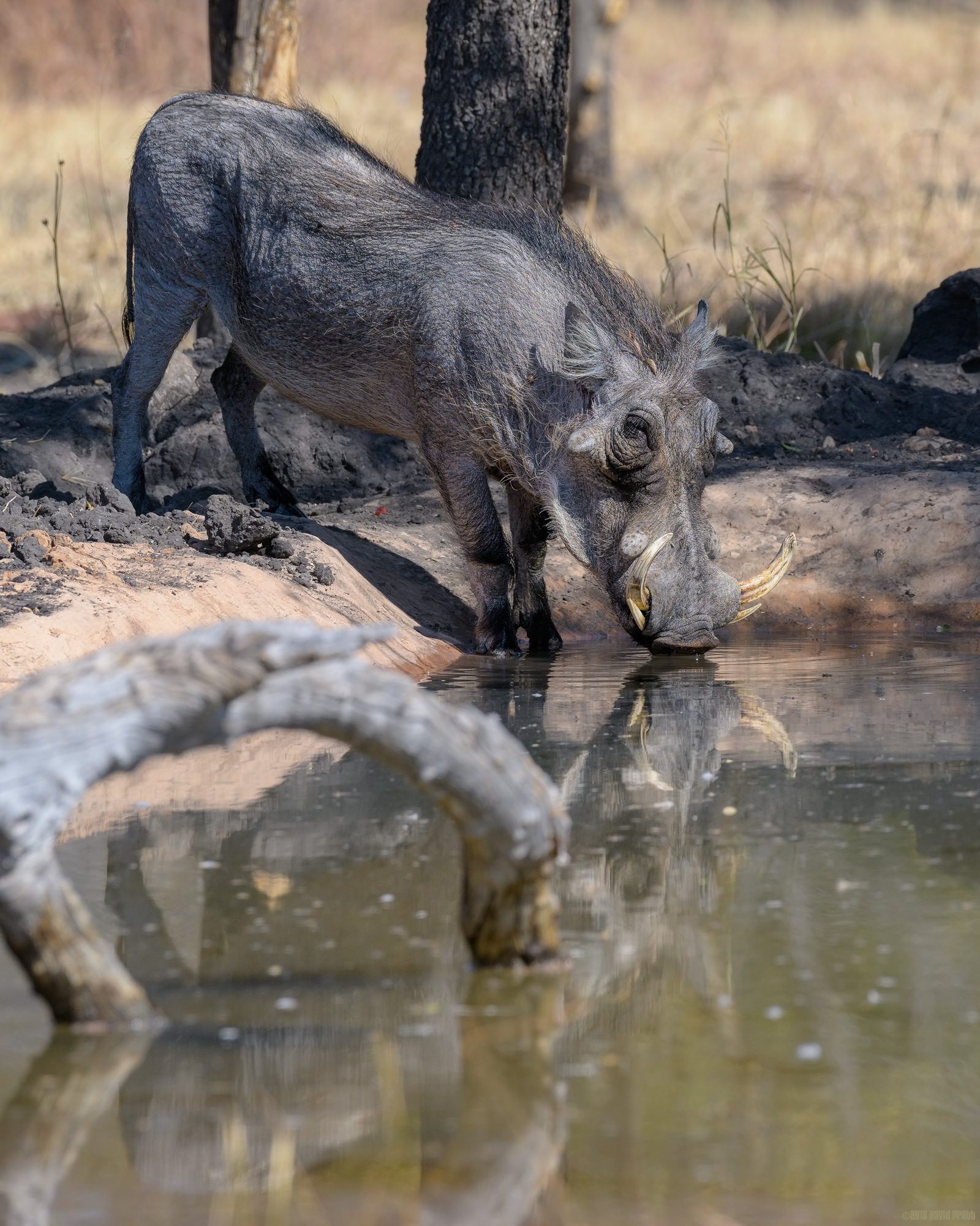 Down At The Water Hole