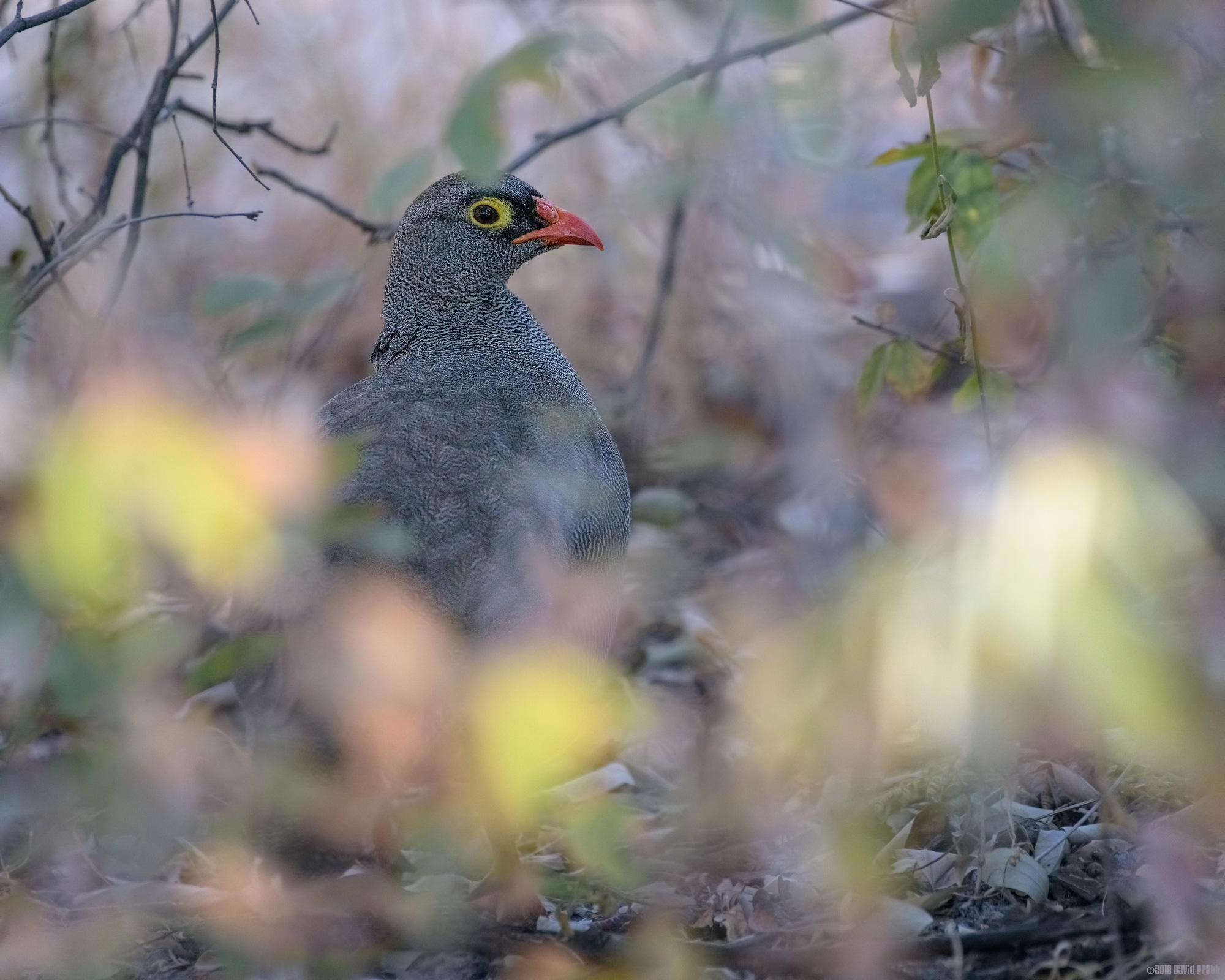 Hiding In The Shrubs