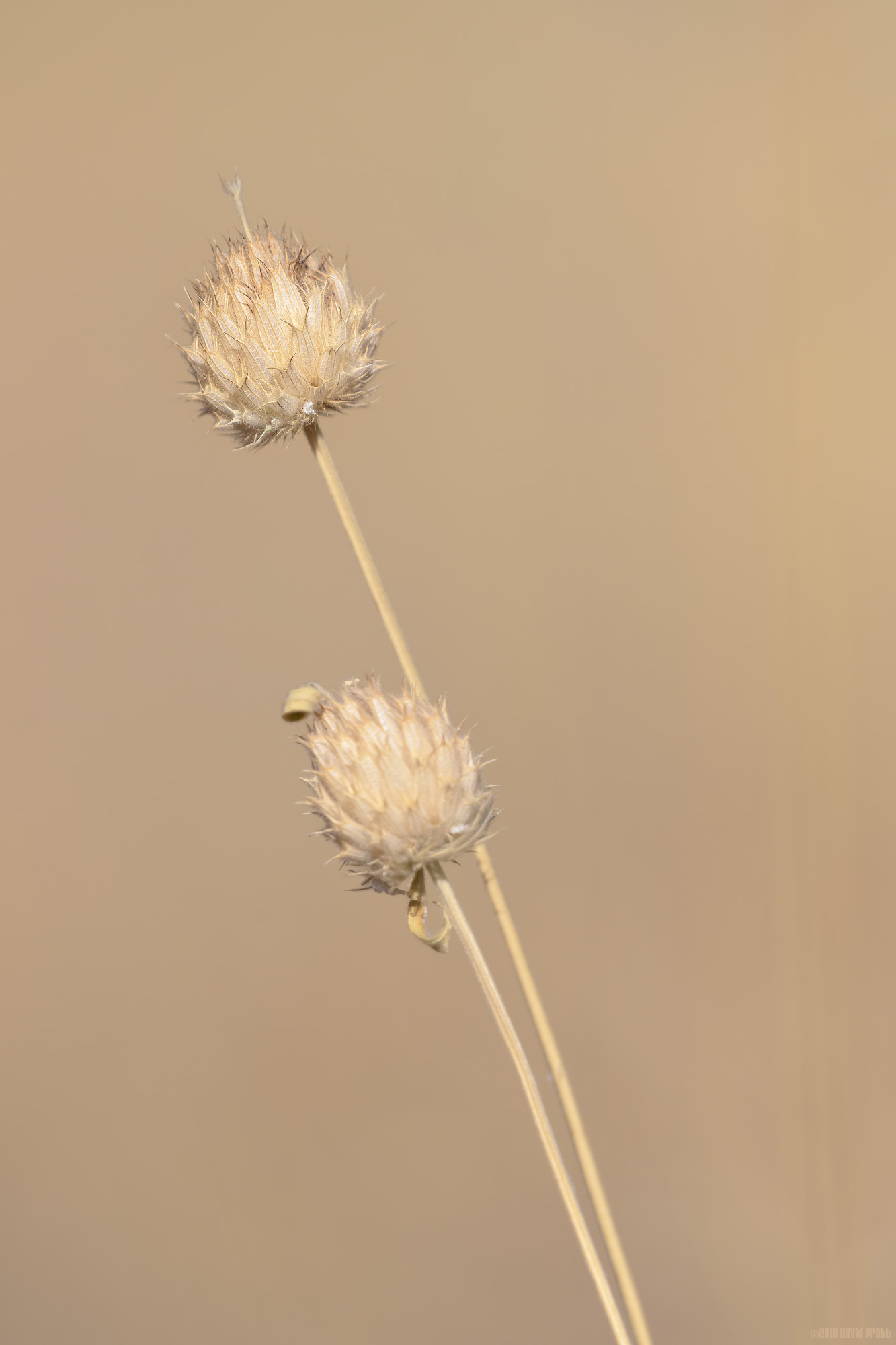 Seed Head