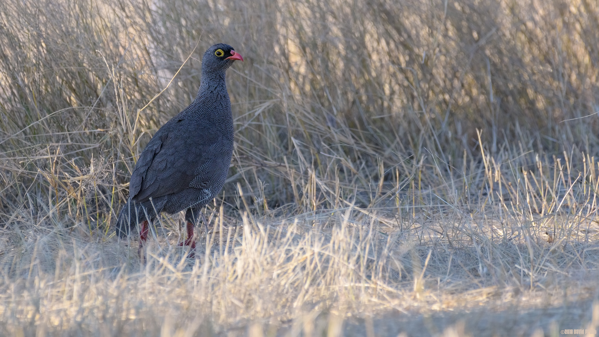 Stepping Out Of The Long Grass